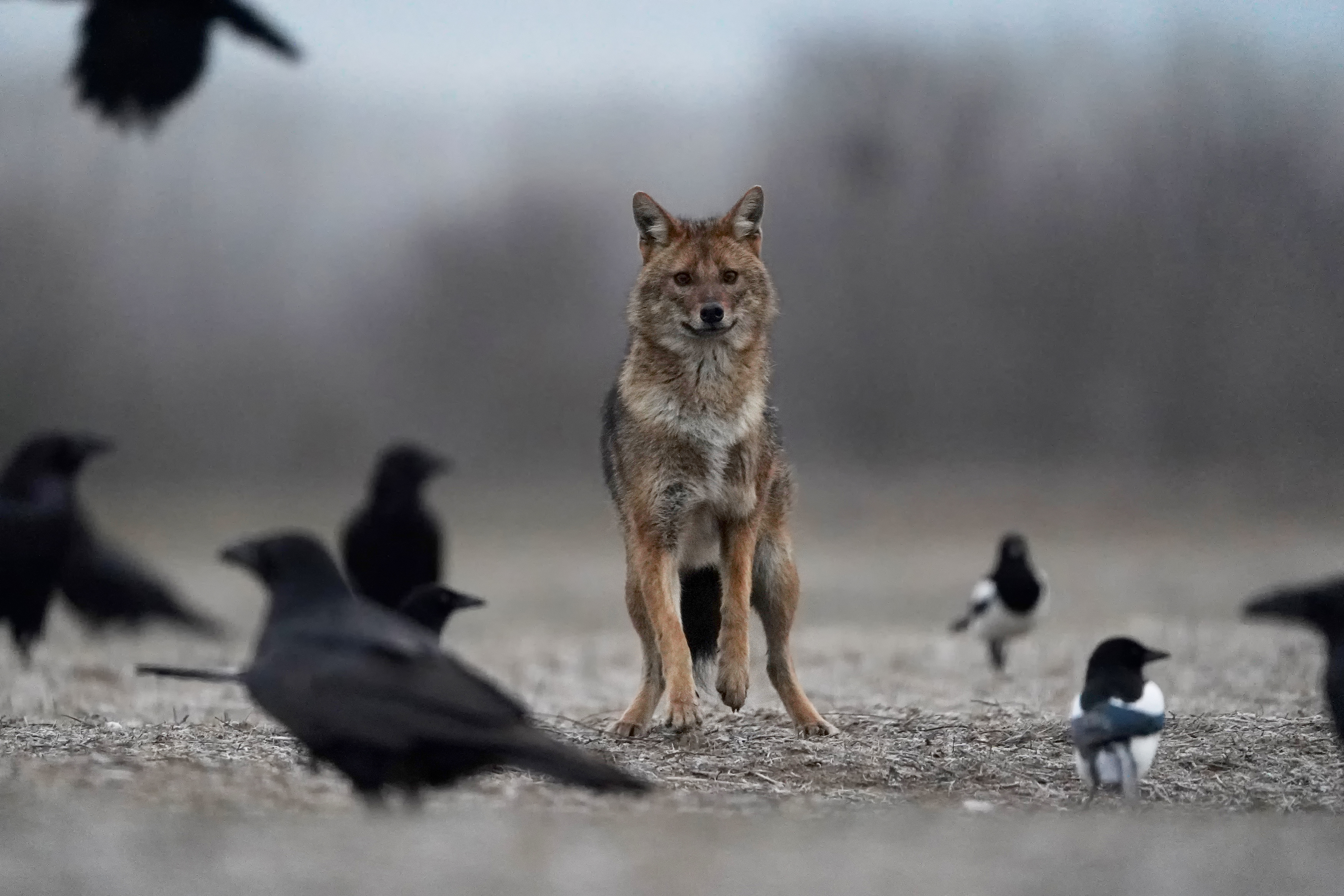 Golden jackal (Canis aureus) — Serbia — Ivan Bukvic