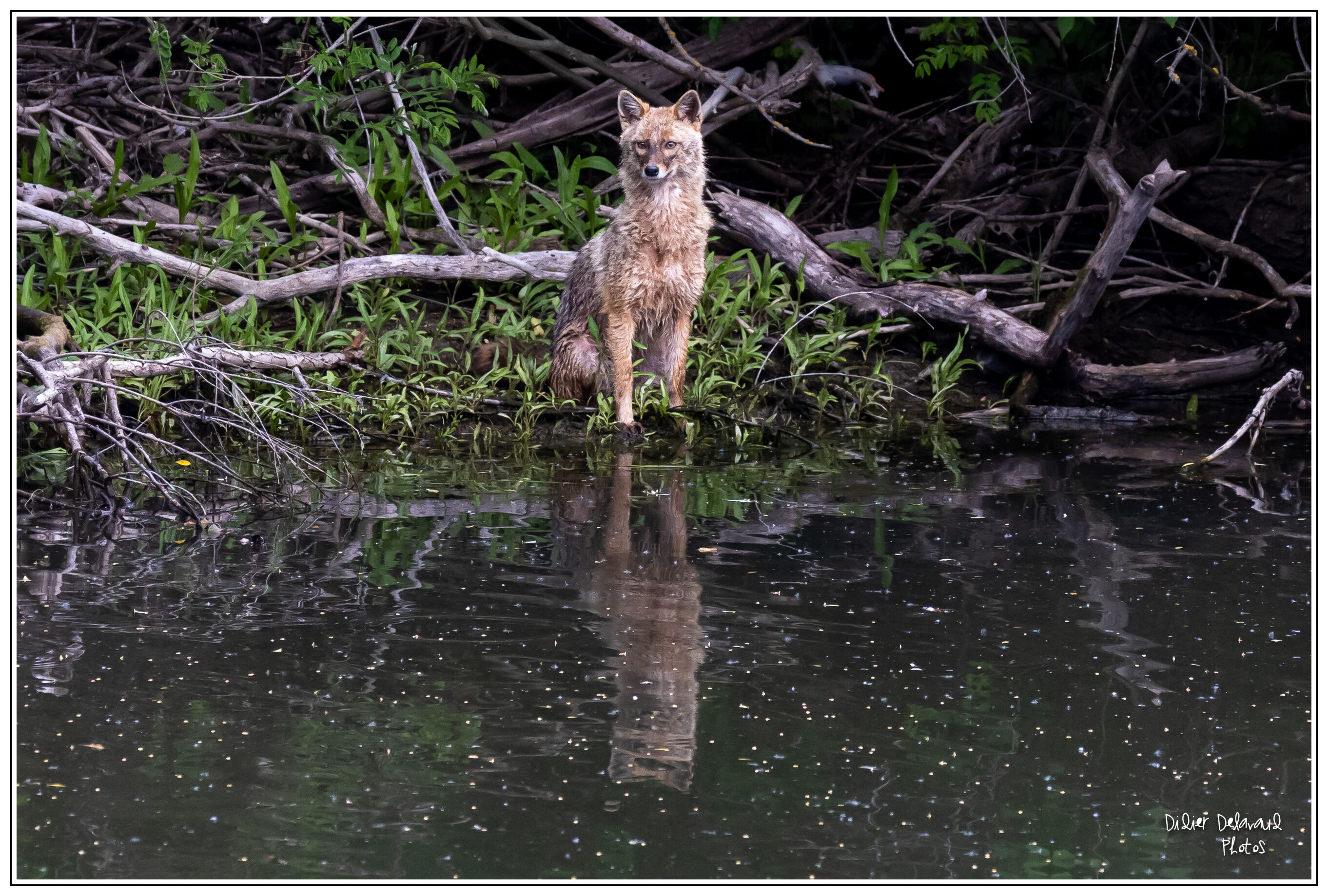 Golden jackal (Canis aureus) — Danube Delta — Didier Delavaud
