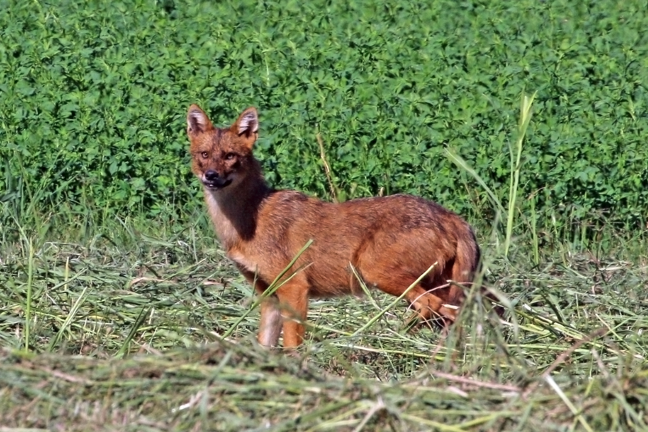 Golden jackal (Canis aureus) — Lake Kerkini — Charles J. Sharp
