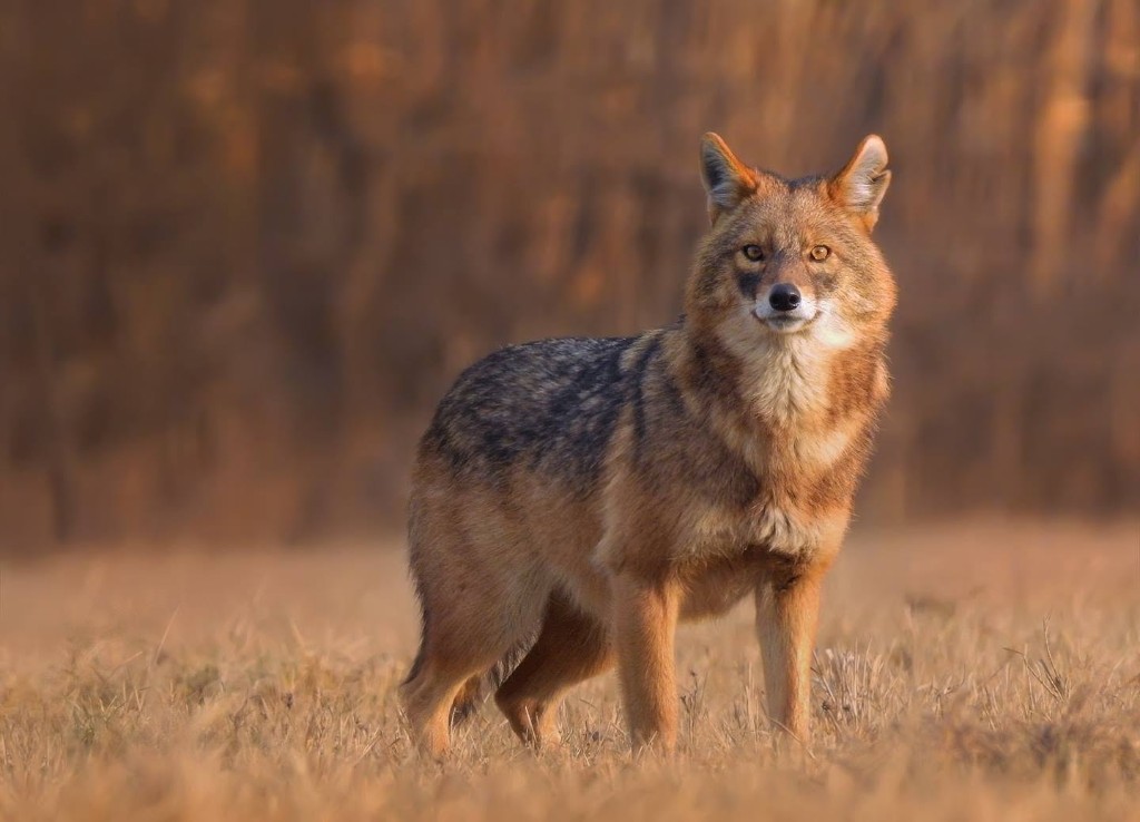 Golden jackal (Canis aureus) — Lagodekhi Protected Areas — Lagodekhi Protected Areas