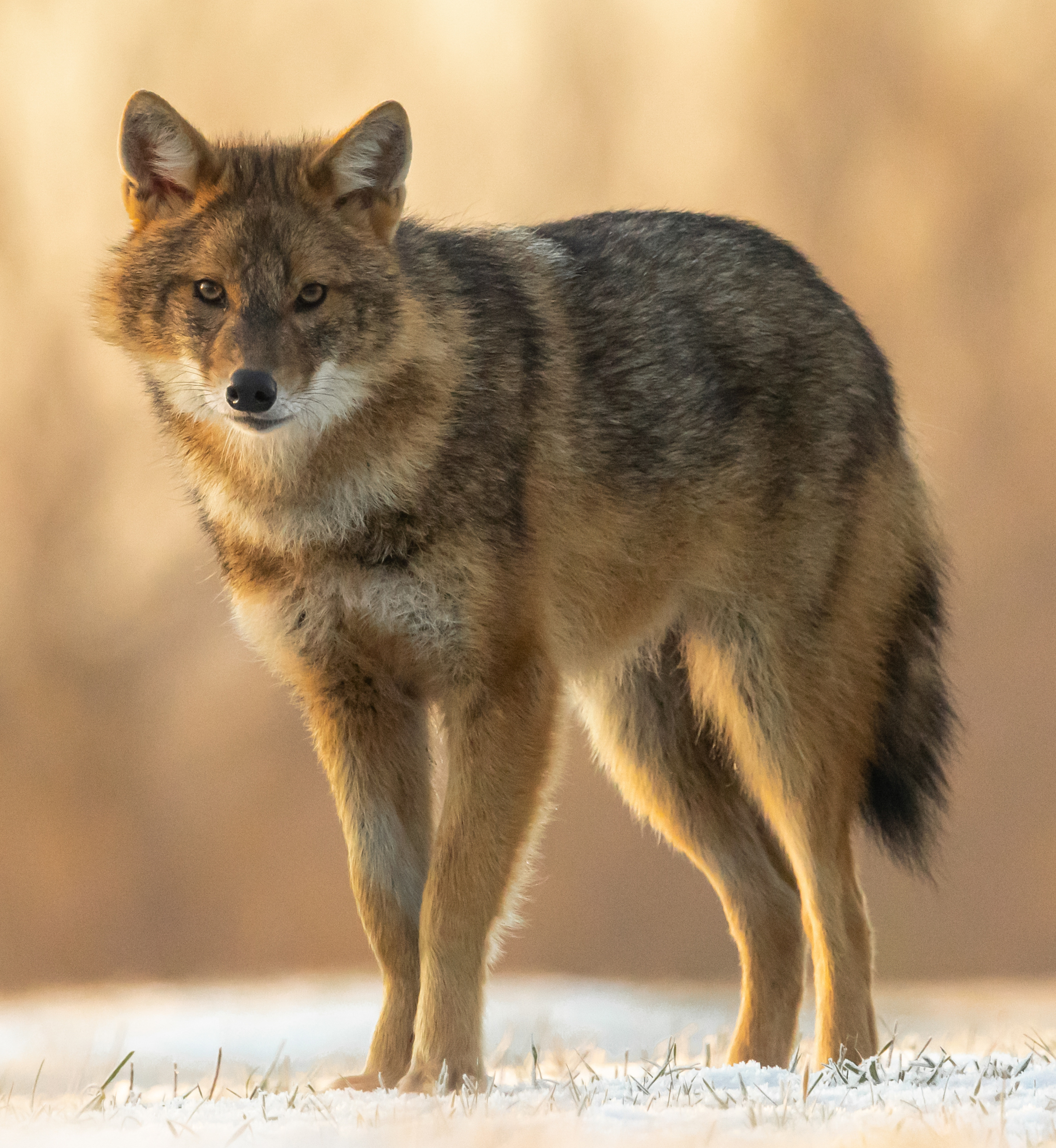 Golden jackal (Canis aureus) Year-round in Georgia