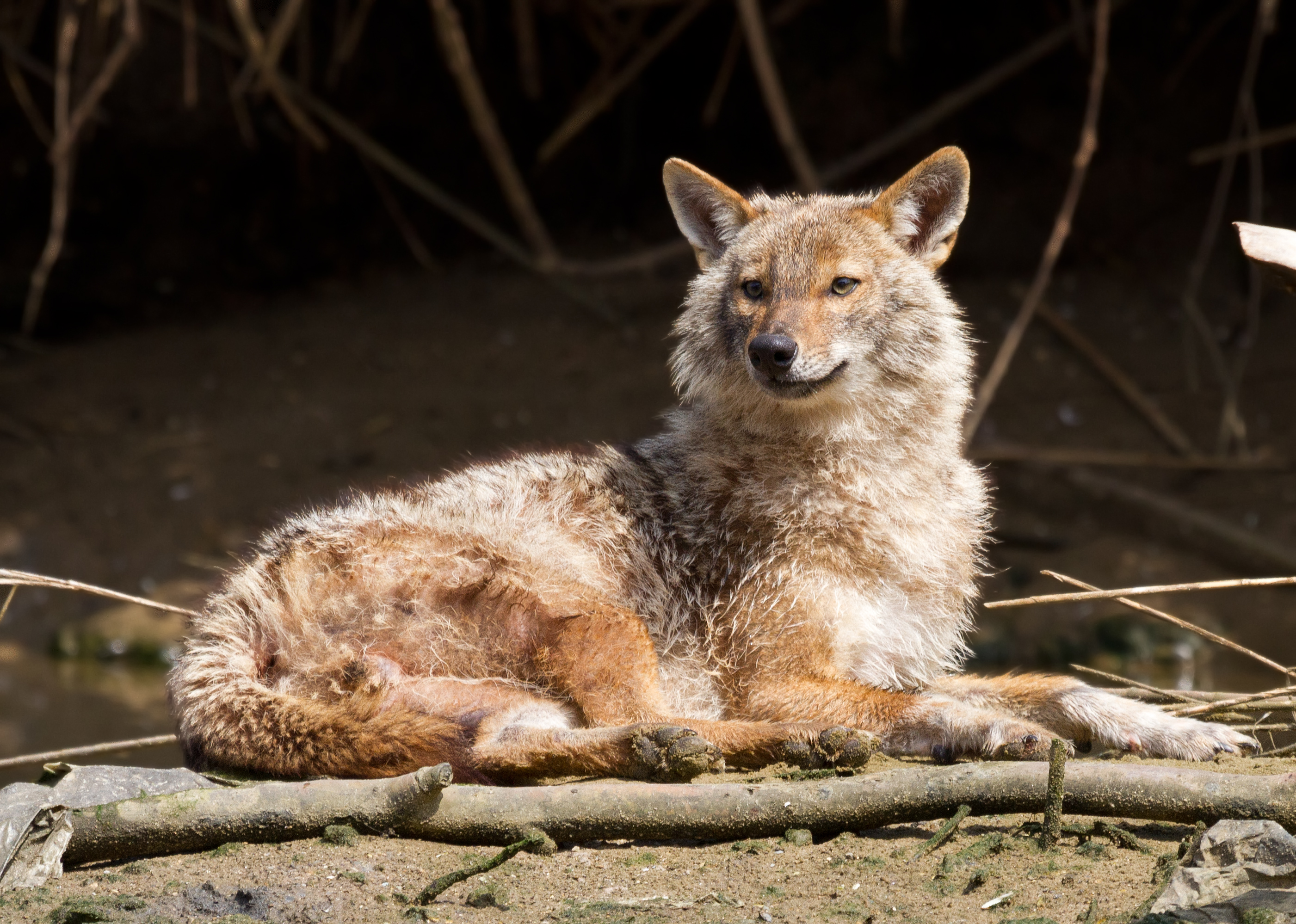 Golden jackal (Canis aureus) — Tel Aviv — Вых Пыхманн