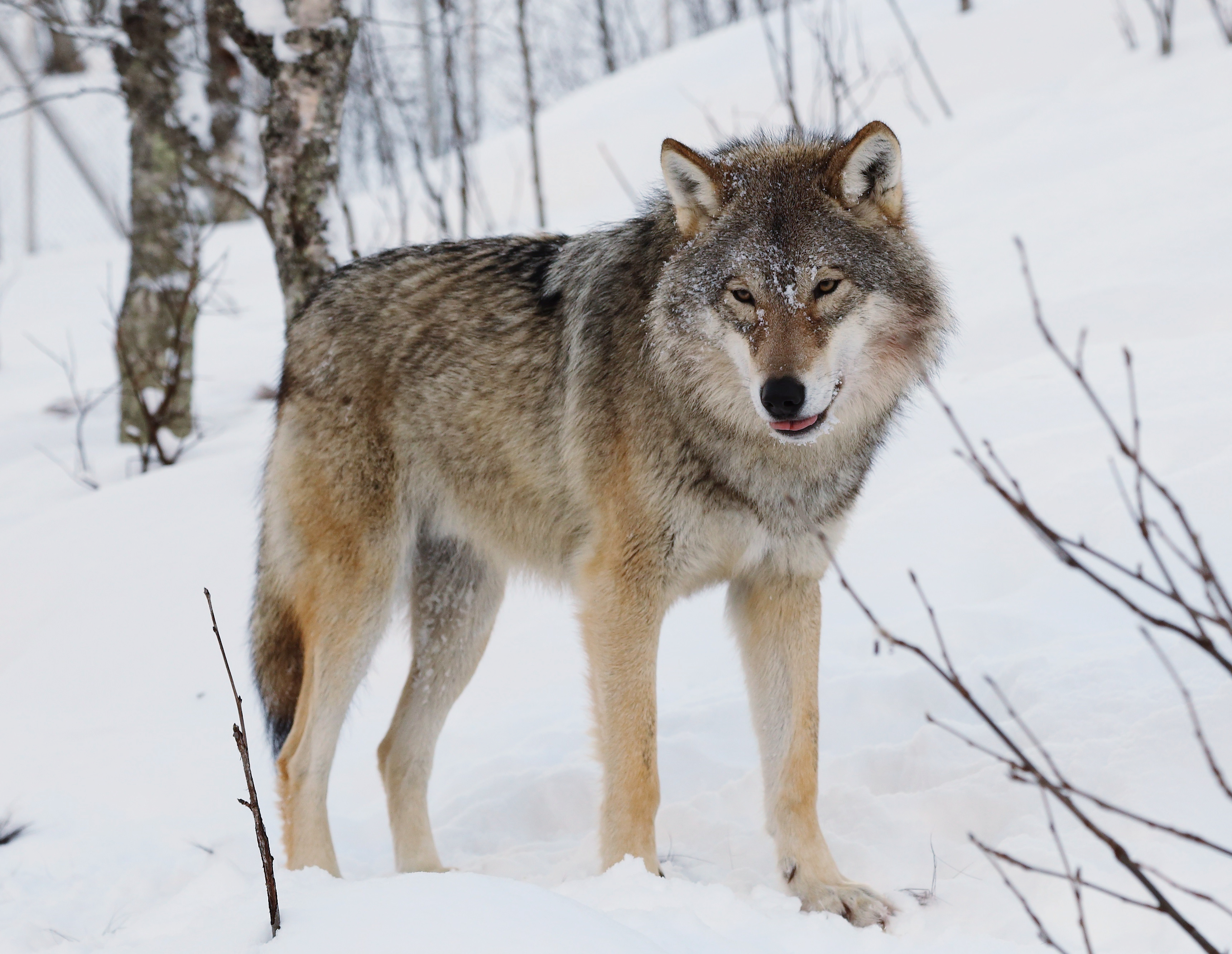 Grey wolf (Canis lupus) Year-round in Georgia