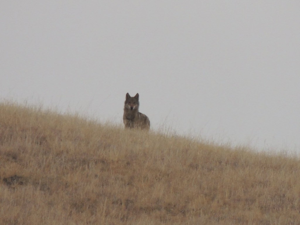 Grey wolf (Canis lupus) — David Gareja desert