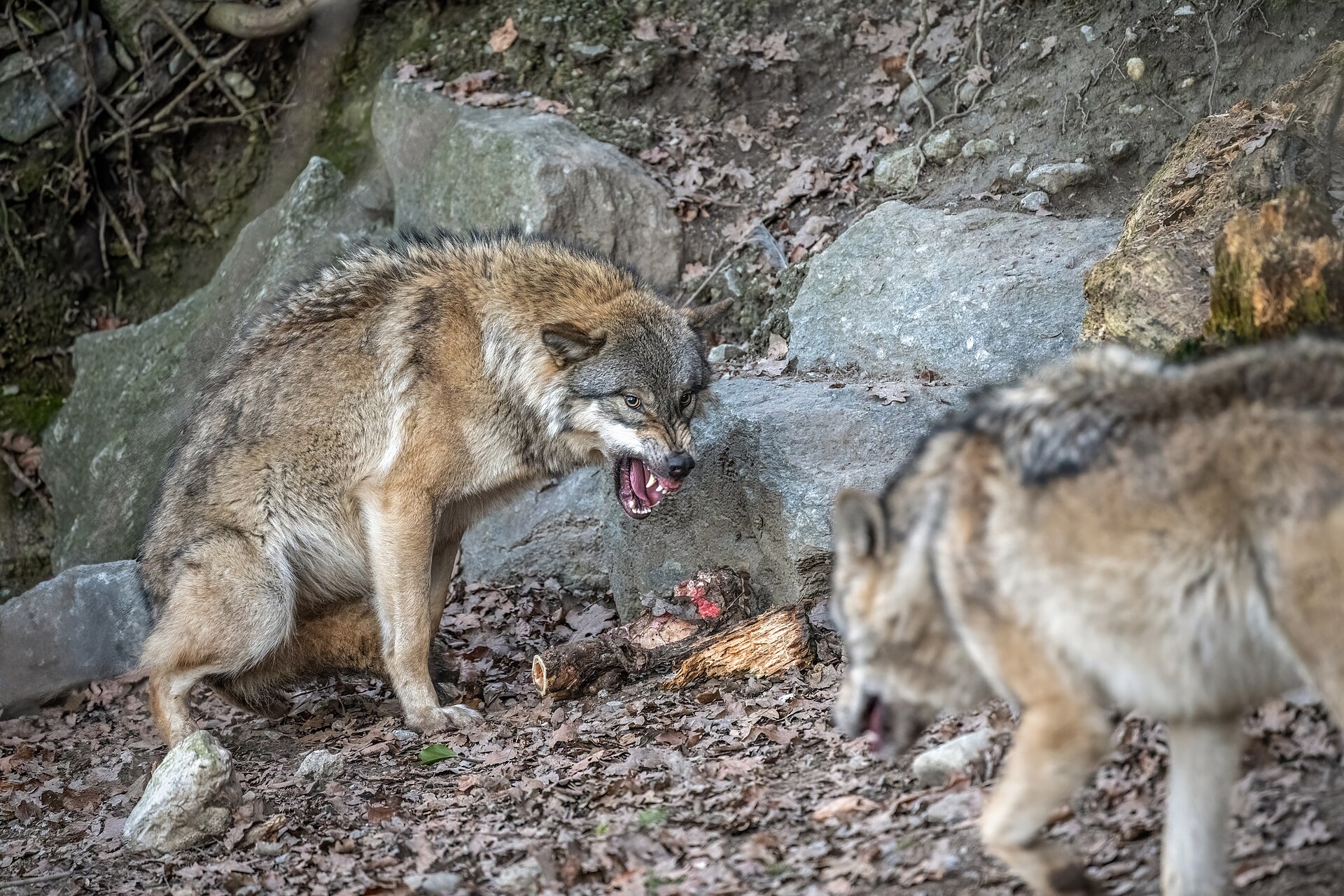 Grey wolf (Canis lupus) — Innsbruck — Wilfredor