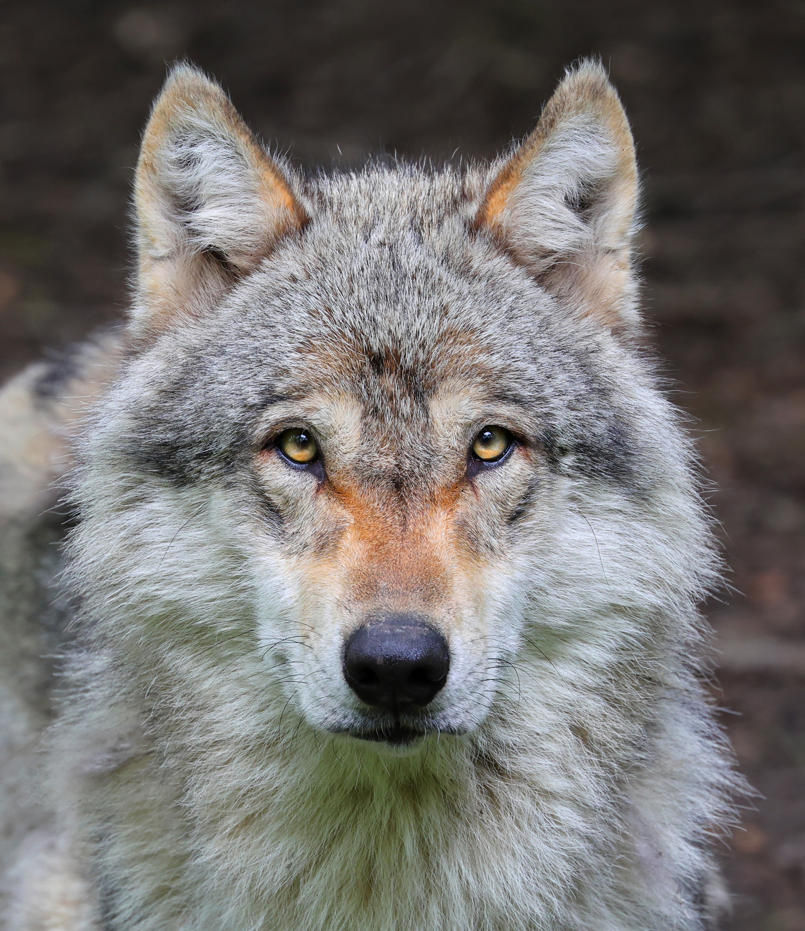 Grey wolf (Canis lupus) — Pescheray — Clément Bardot