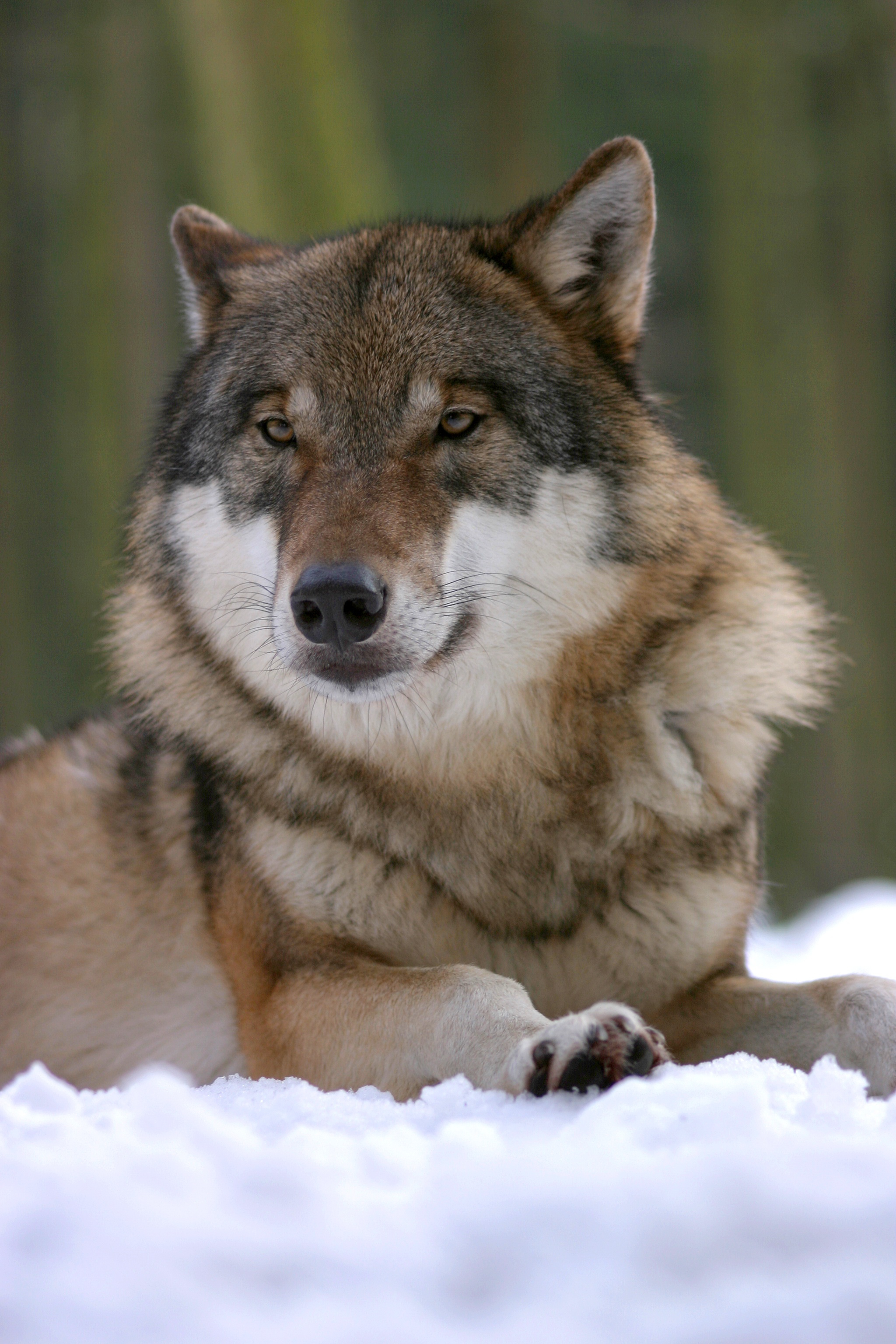 Grey wolf (Canis lupus) — Year-round in Georgia — Pieter-Paul G