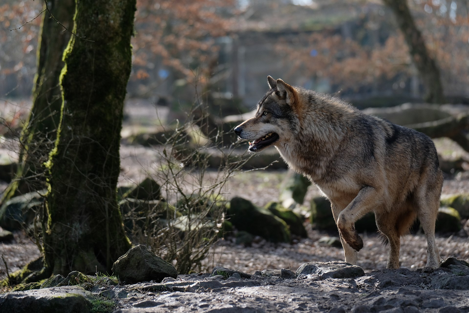 Grey wolf (Canis lupus) — Sainte-Croix — Musicaline