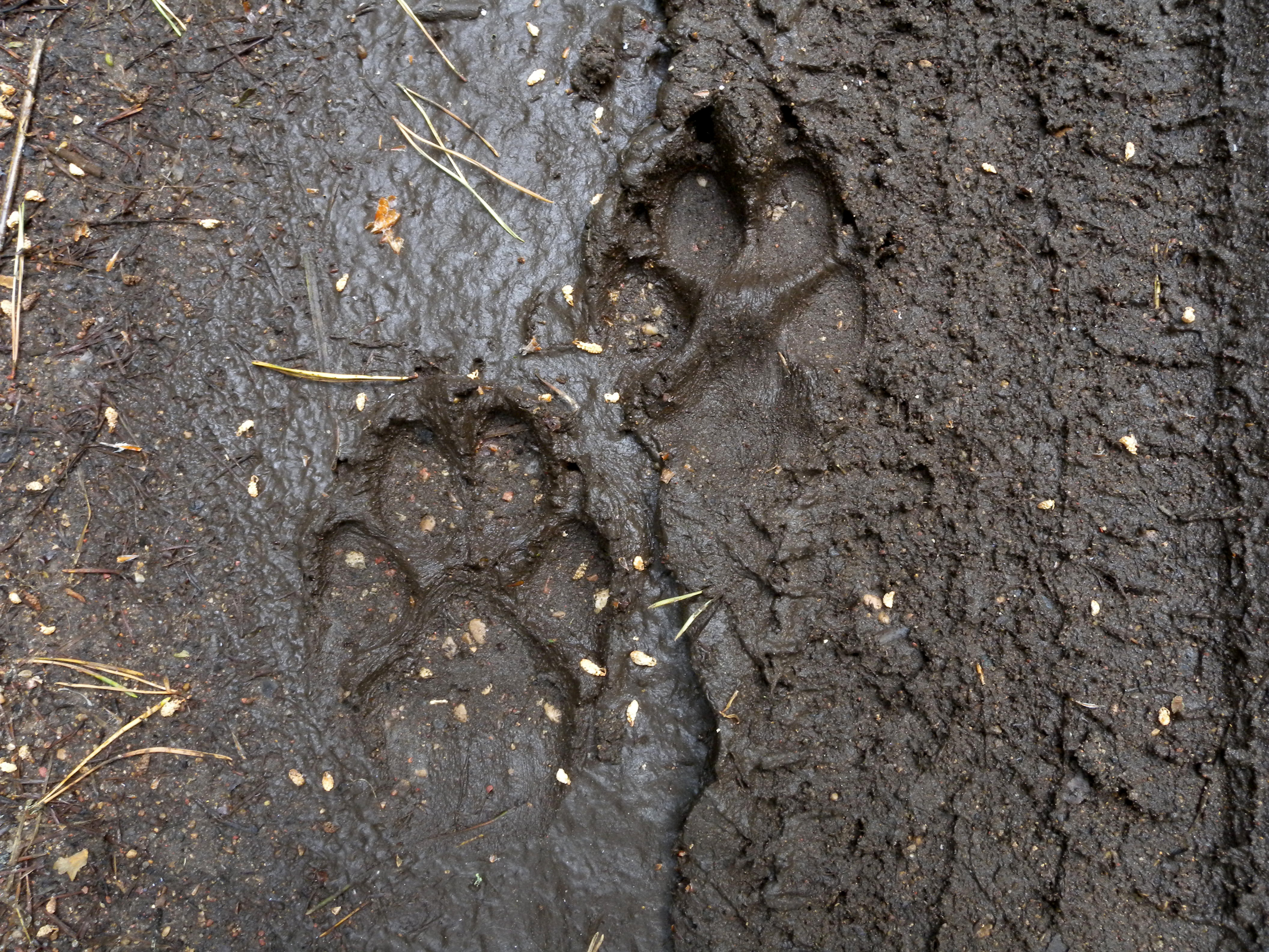 Grey wolf (Canis lupus) — Białowieża Forest — Frank Vassen