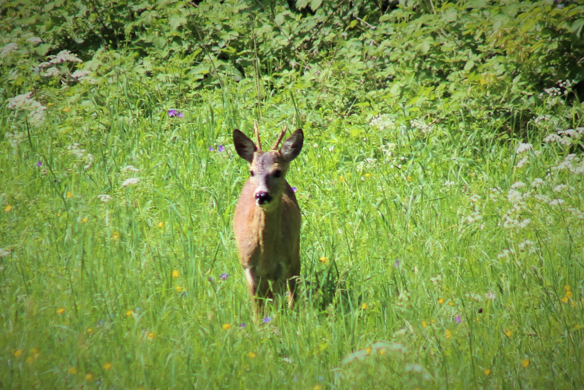 ევროპული შველი (Capreolus capreolus) — მუდმივი საქართველოში — Netty3979