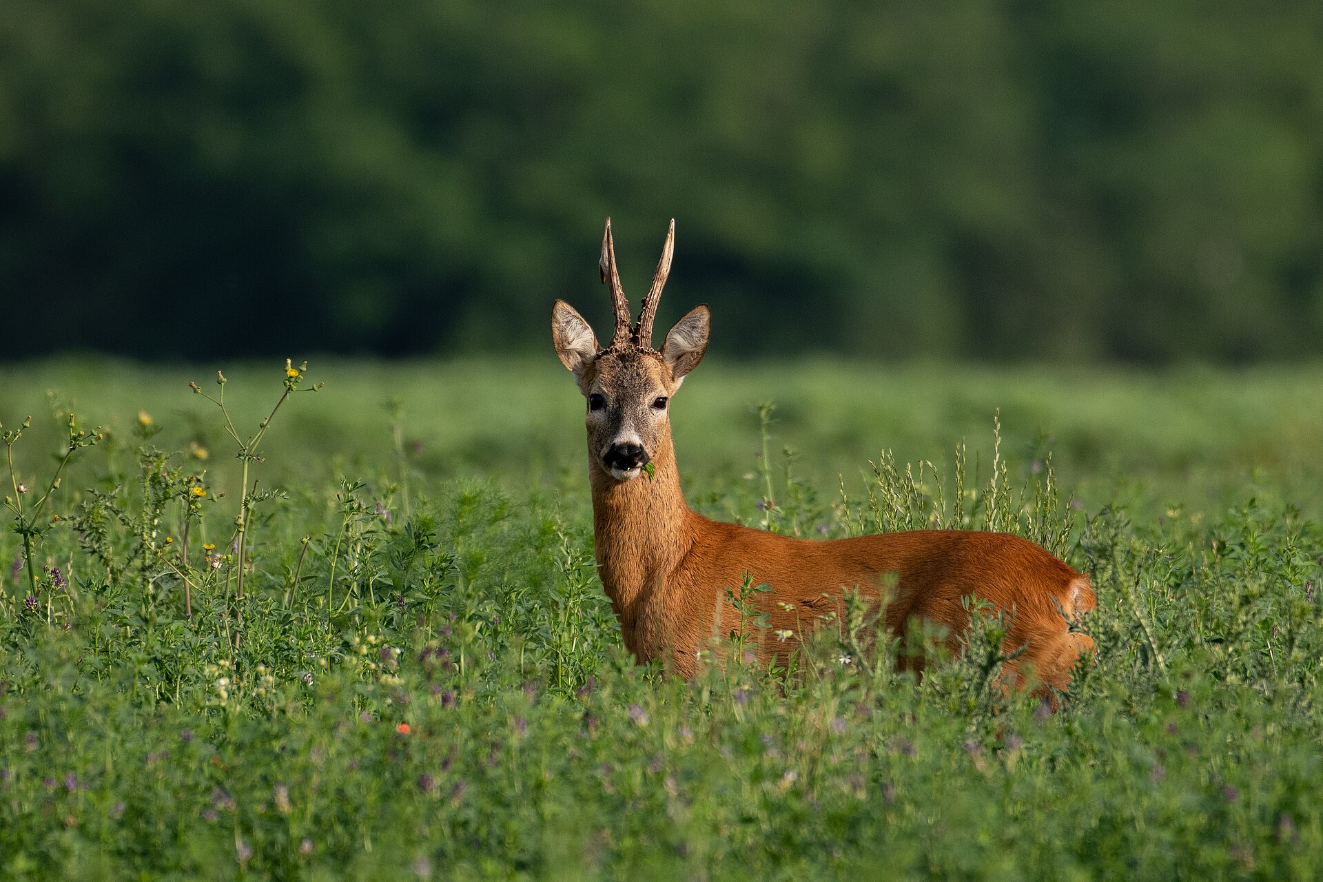 European roe deer (Capreolus capreolus) Year-round in Georgia