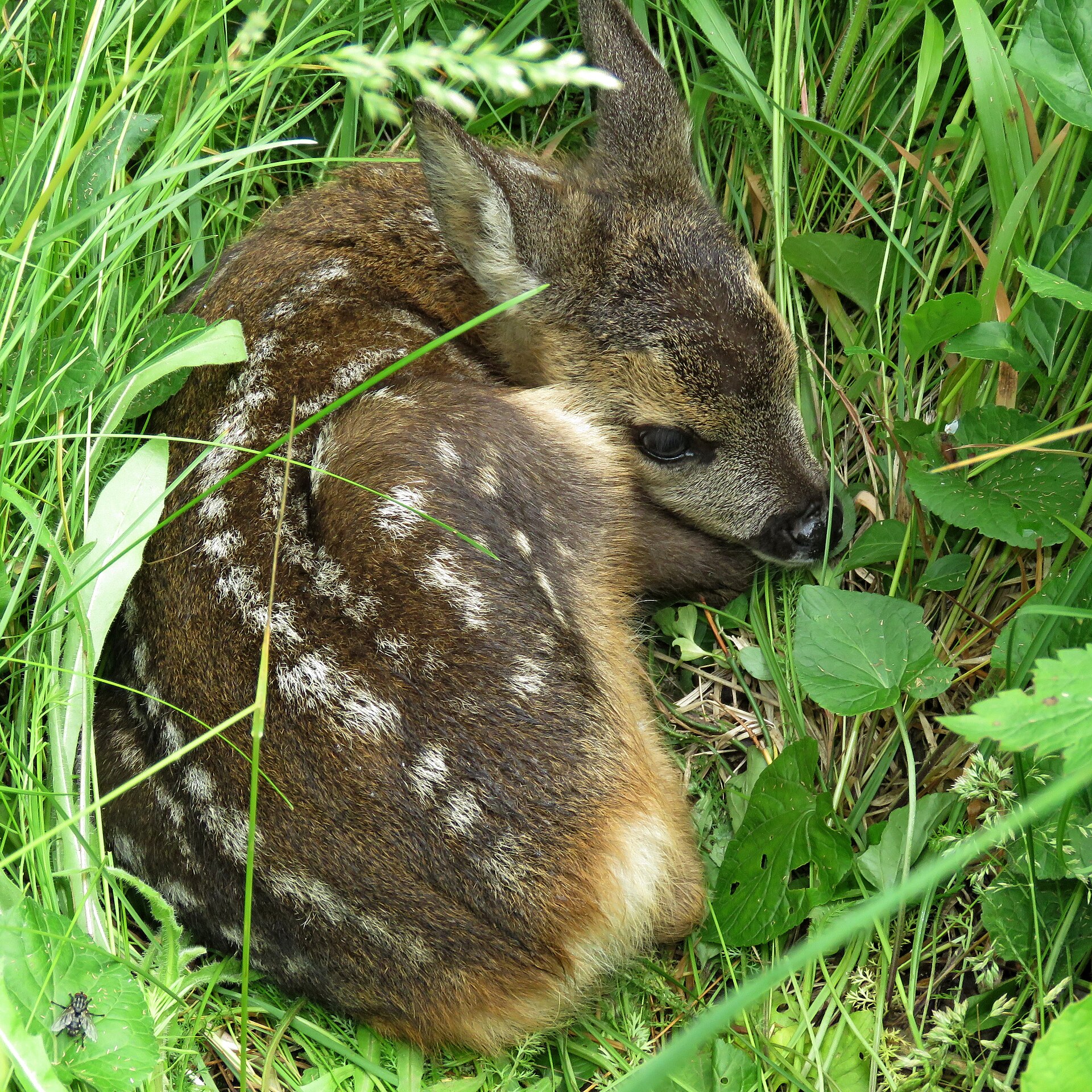 ევროპული შველი (Capreolus capreolus) — უნგრეთი — Nagy Sándor