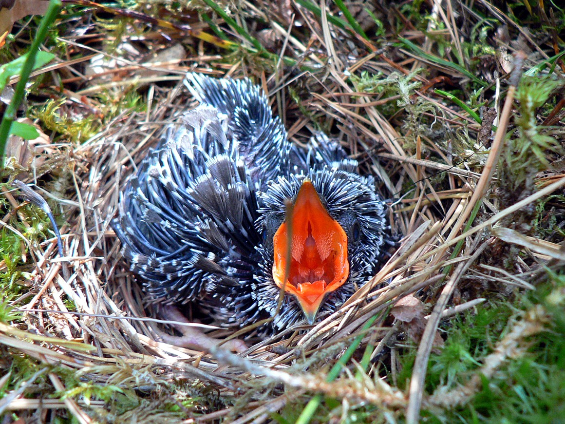Common cuckoo (Cuculus canorus) — Breeding migrant in Georgia — vladlen666