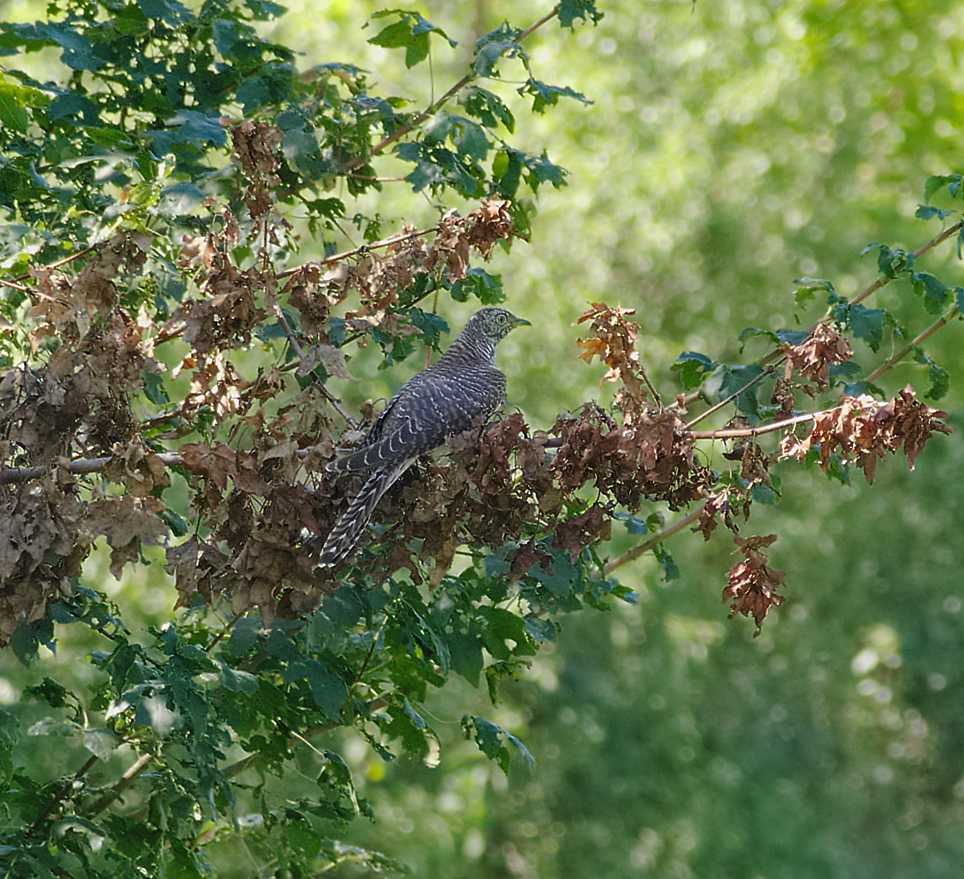 Common cuckoo (Cuculus canorus) — Mannheim — Andreas Eichler
