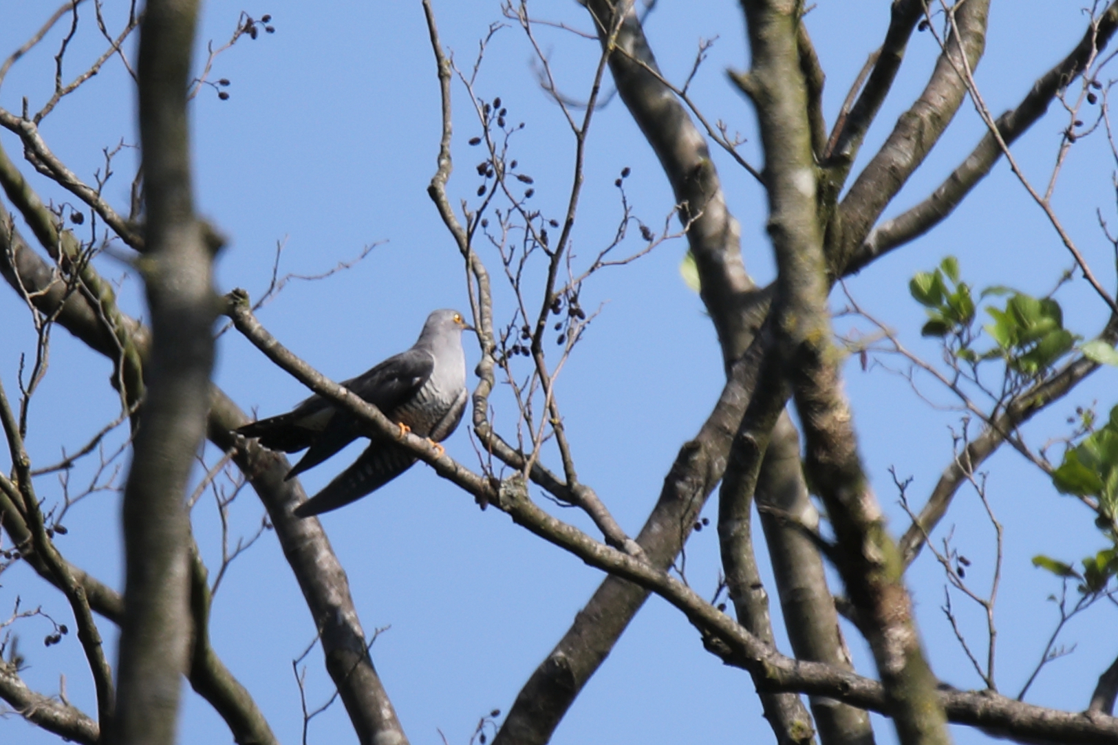 Common cuckoo (Cuculus canorus) — Kempenbroek — Jac. Janssen