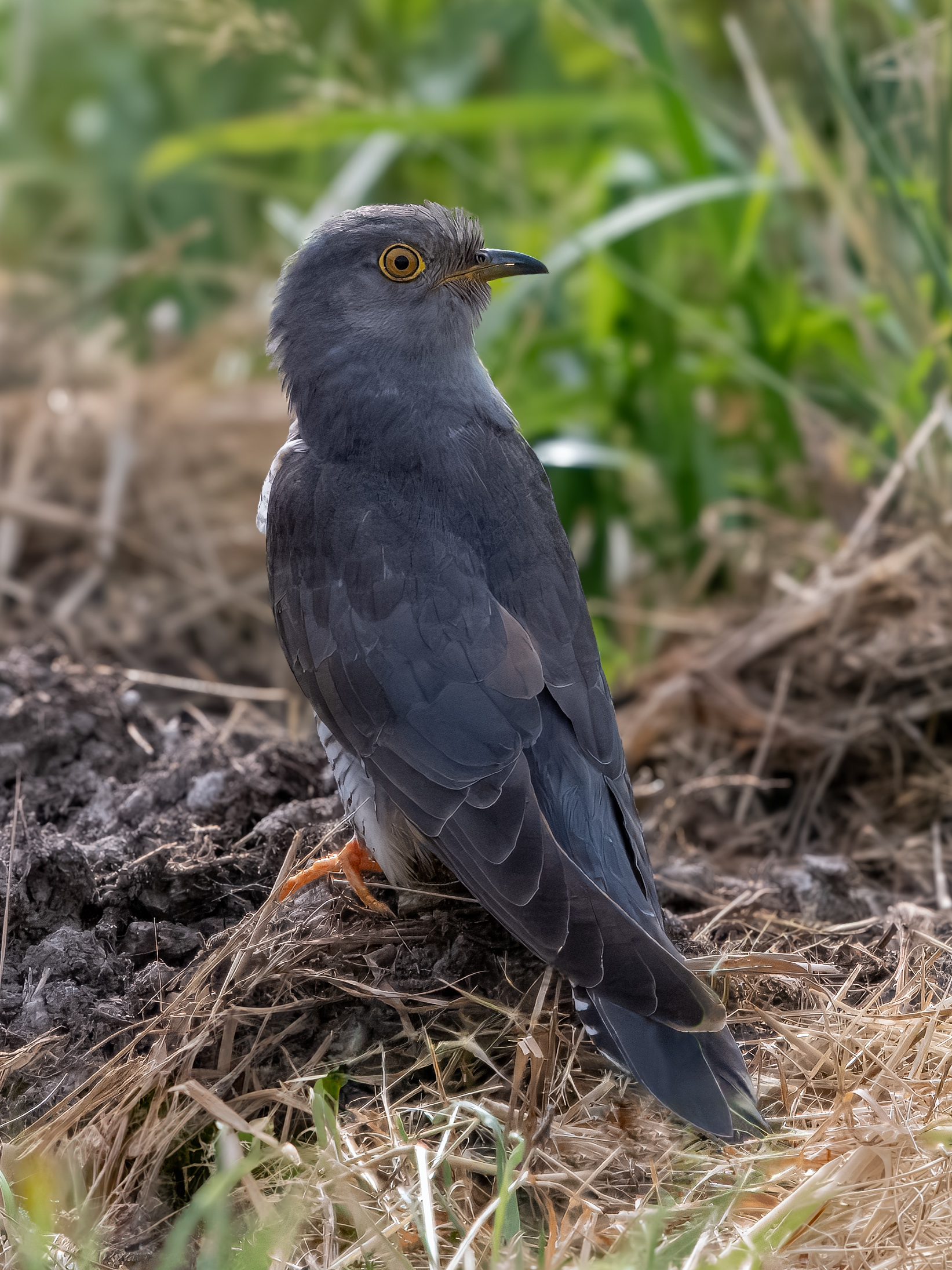 Common cuckoo (Cuculus canorus) Breeding migrant in Georgia