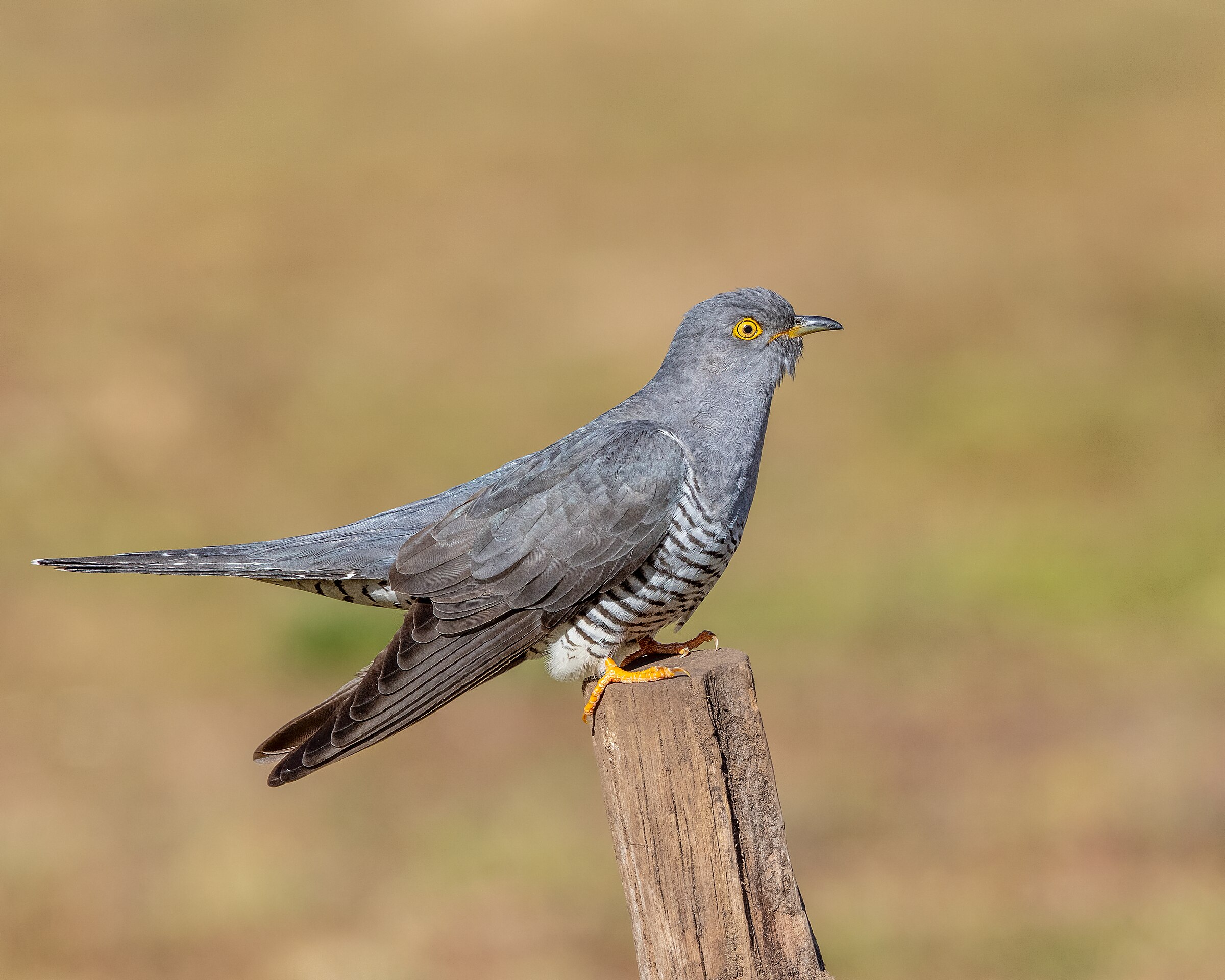 Common cuckoo (Cuculus canorus) — Thursley Common — Andy Morffew