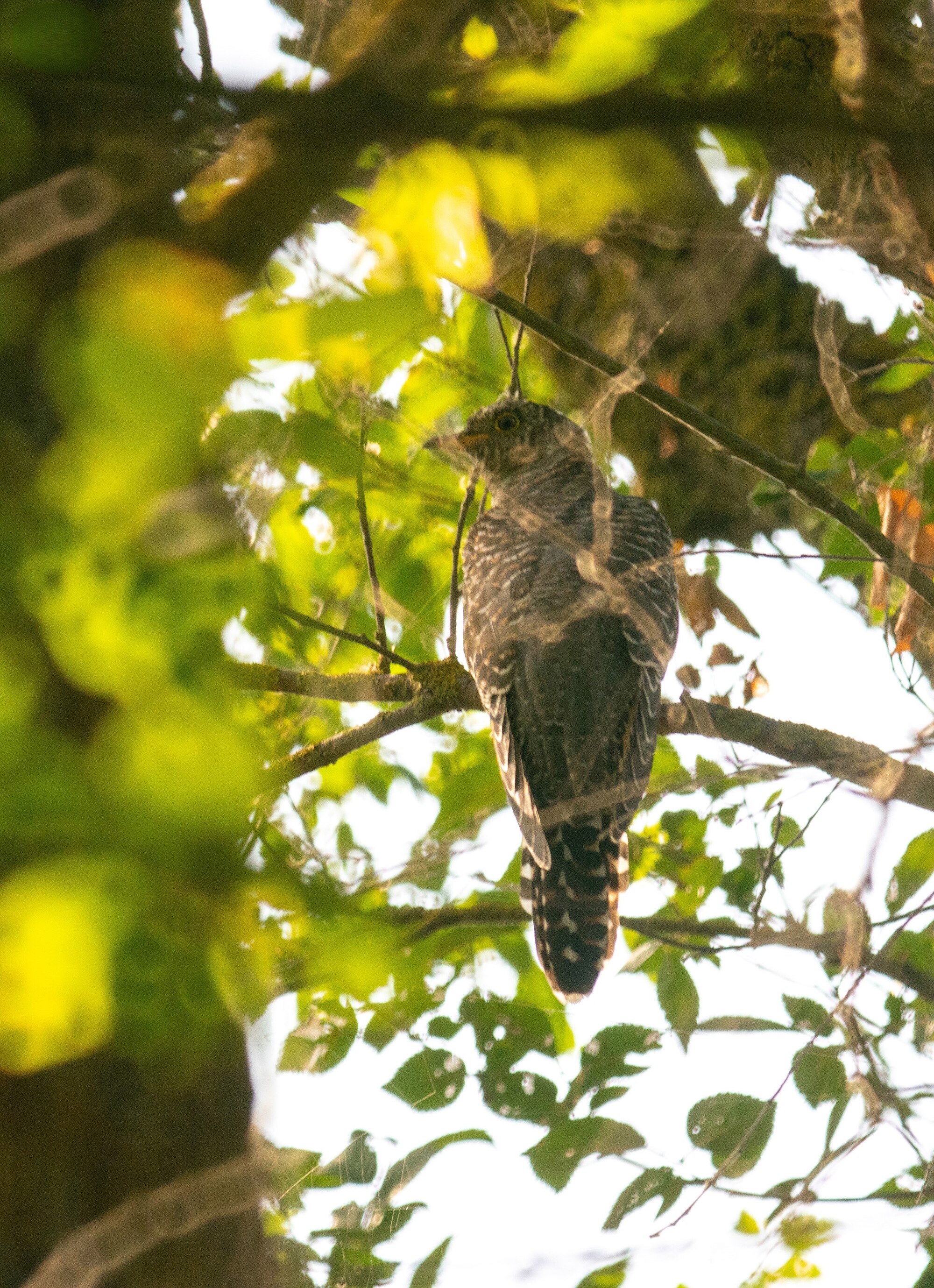 Common cuckoo (Cuculus canorus) — Durankulak — TRinaud