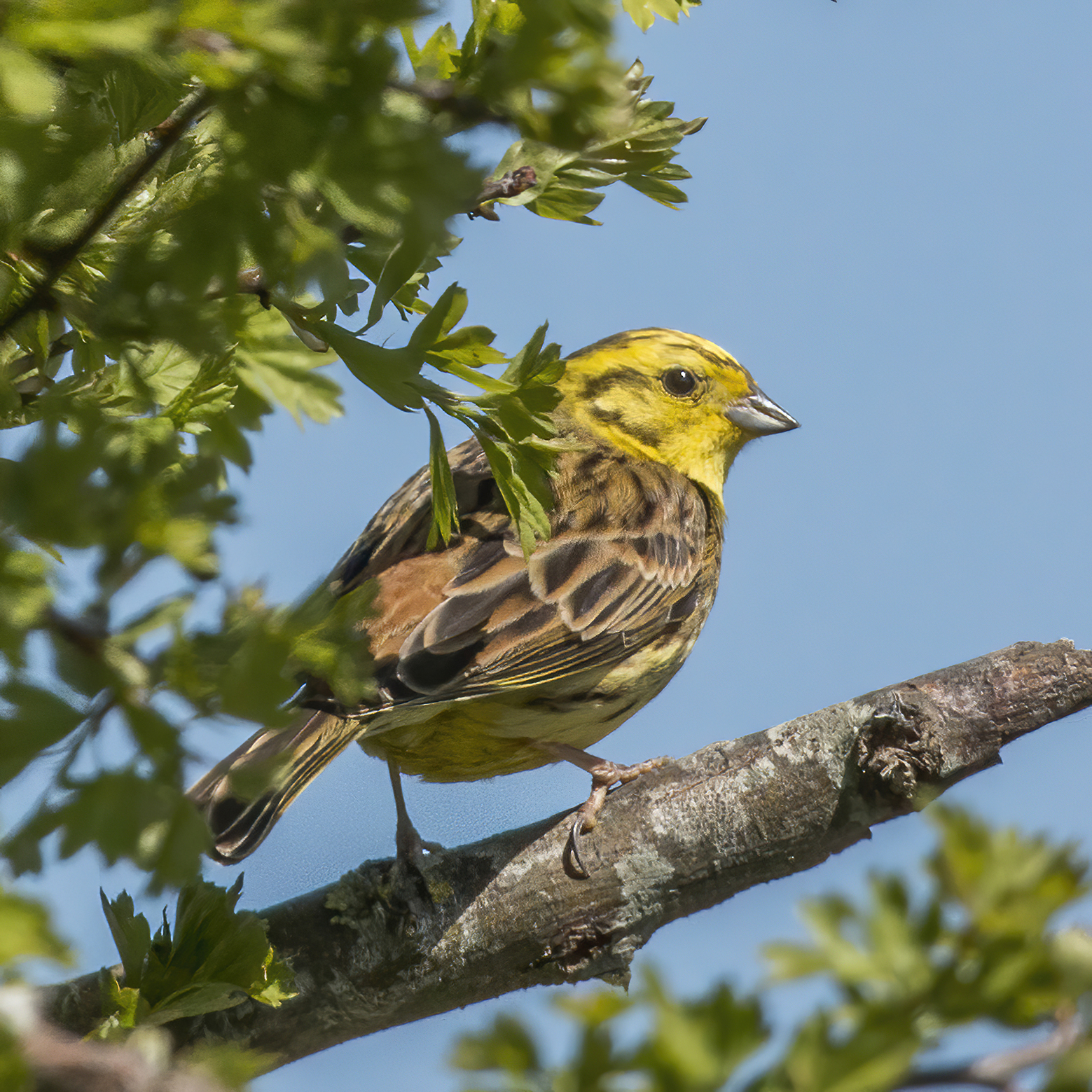 Yellowhammer (Emberiza citrinella) Winter visitor in Georgia