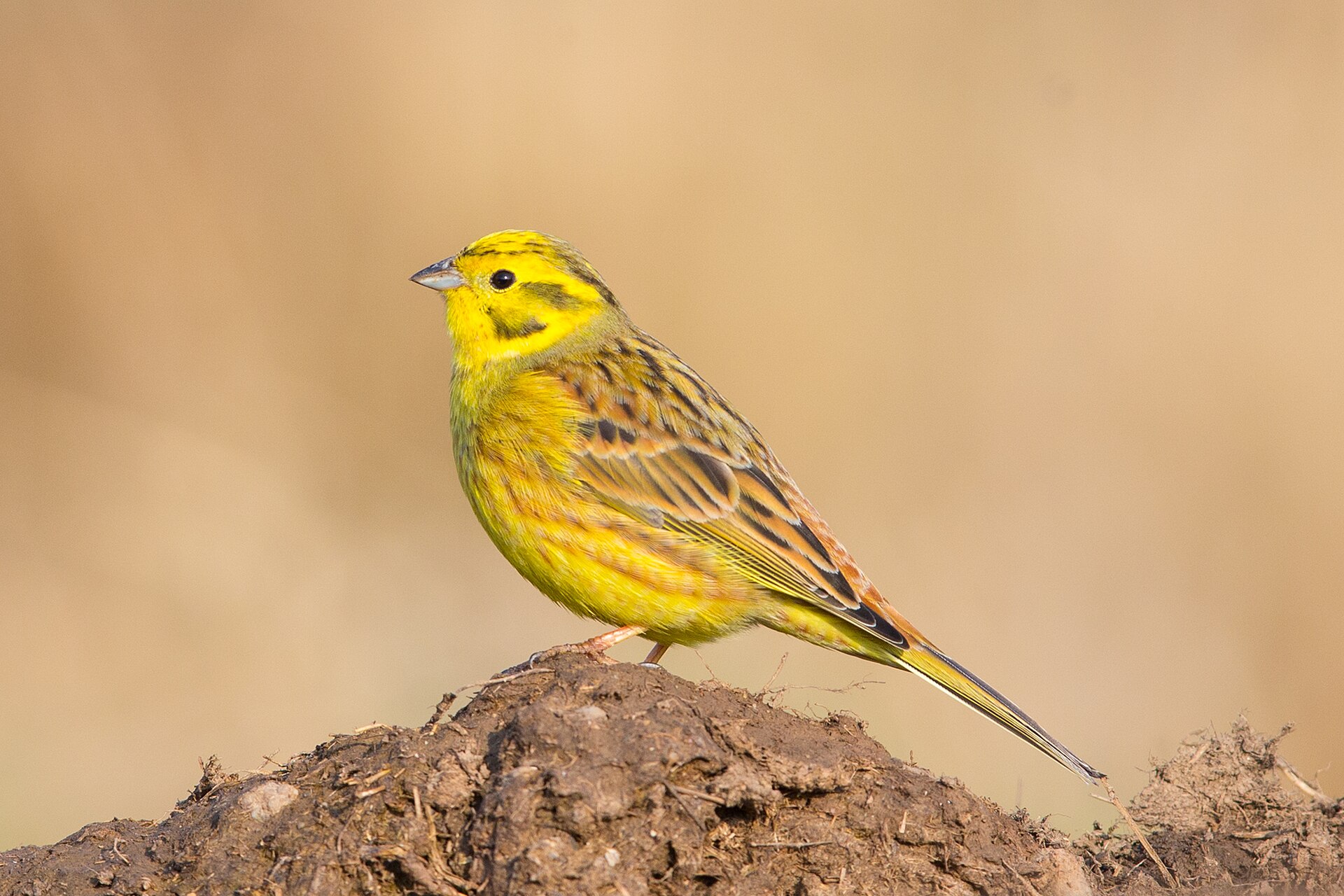 Open farmland habitat used by wintering buntings in Georgia