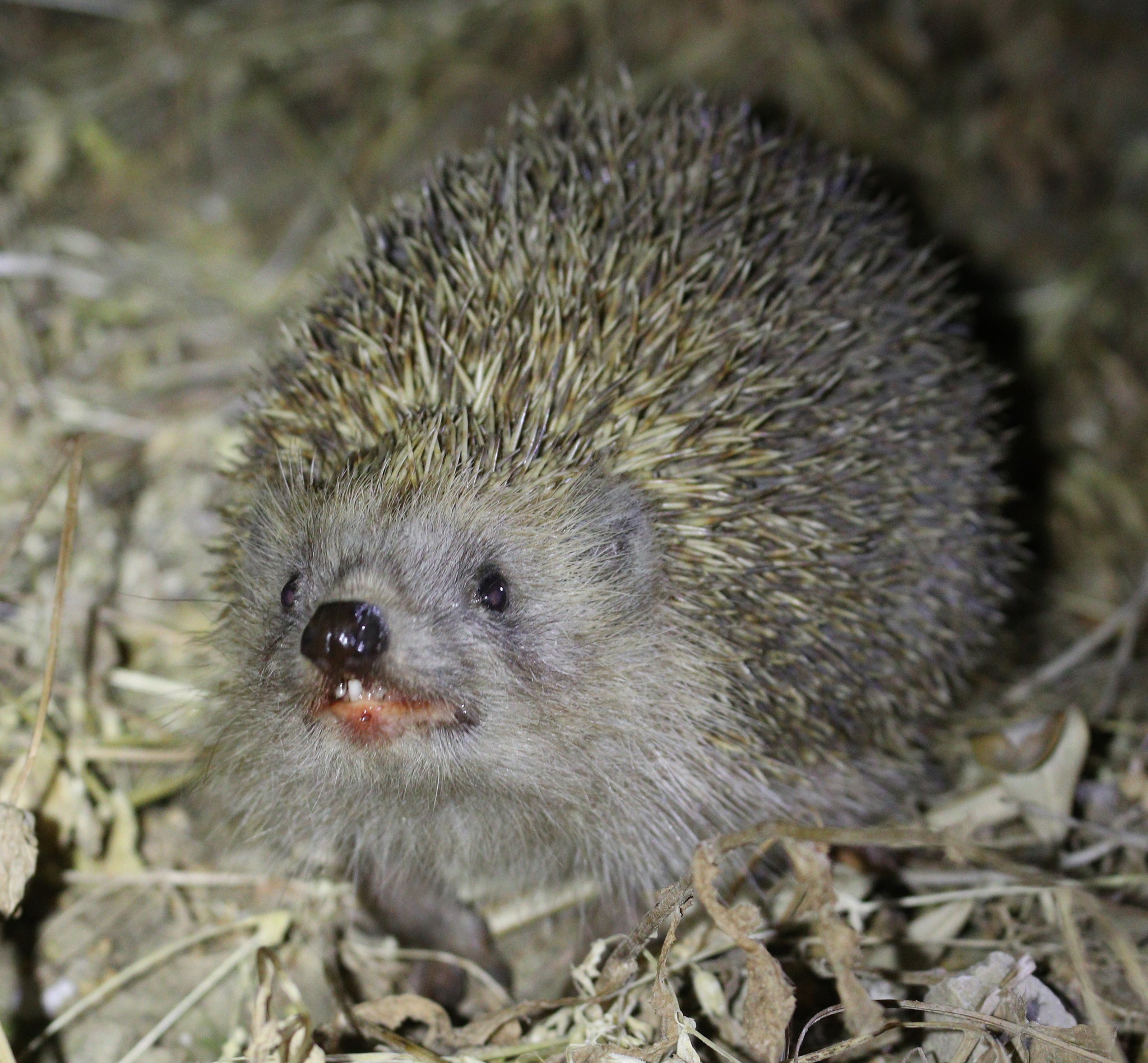 Southern white-breasted hedgehog (Erinaceus concolor) — Turkey — Jan Ebr