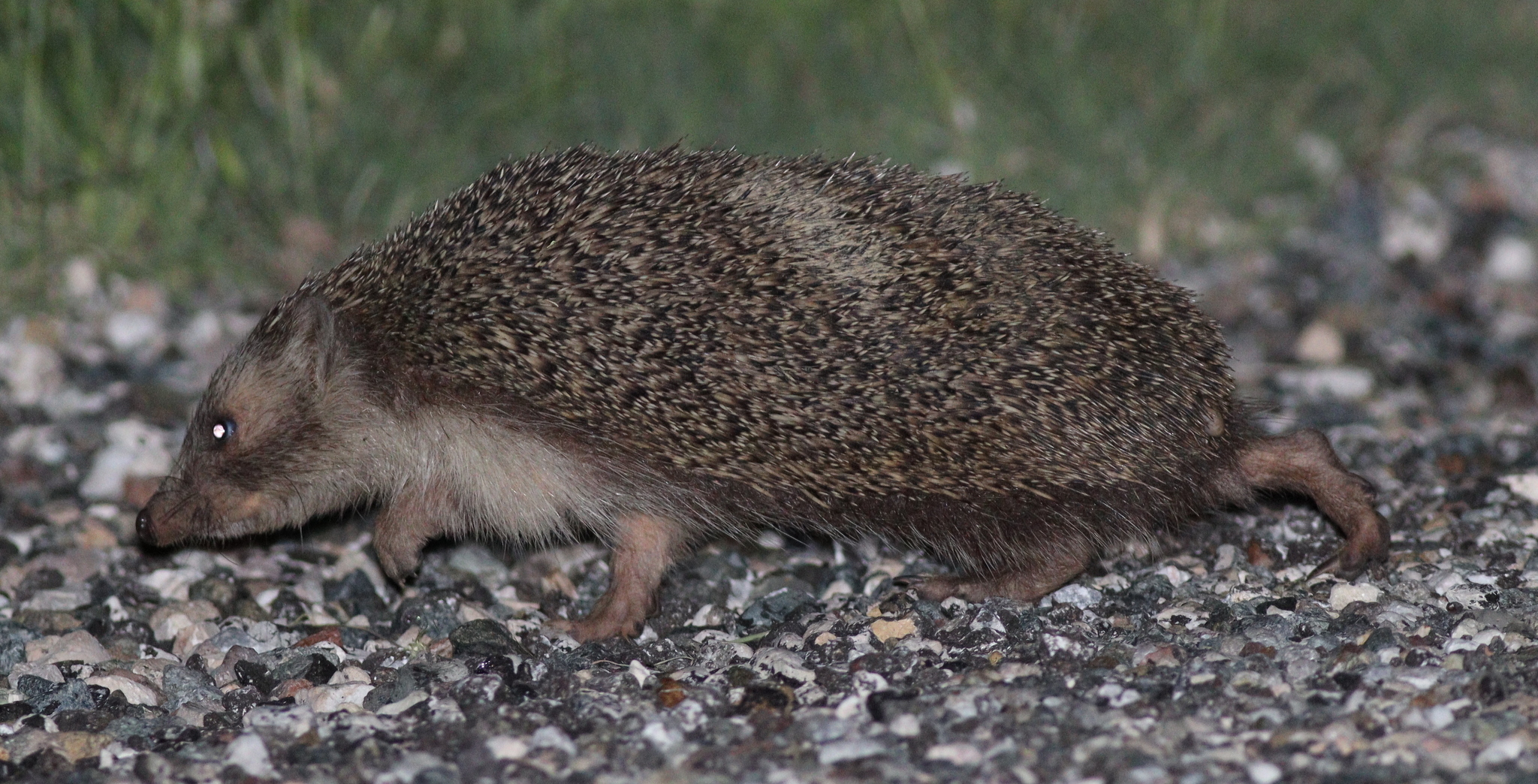 Southern white-breasted hedgehog (Erinaceus concolor) — Turkey — Jan Ebr