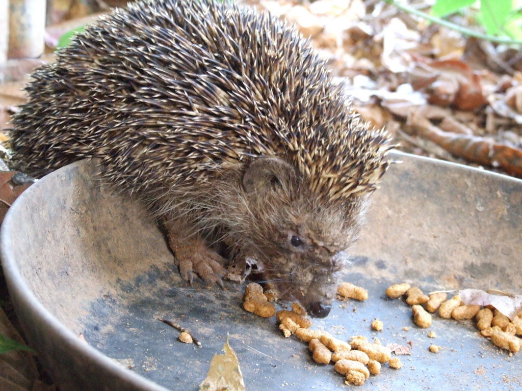 Southern white-breasted hedgehog (Erinaceus concolor) — Israel — Eran Finkle