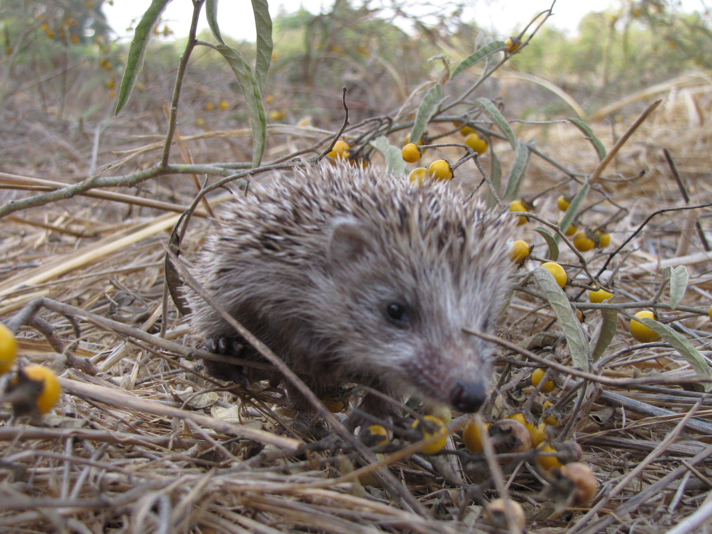 Southern white-breasted hedgehog (Erinaceus concolor) — Kfar Sirkin — Nadav Kavalerchik