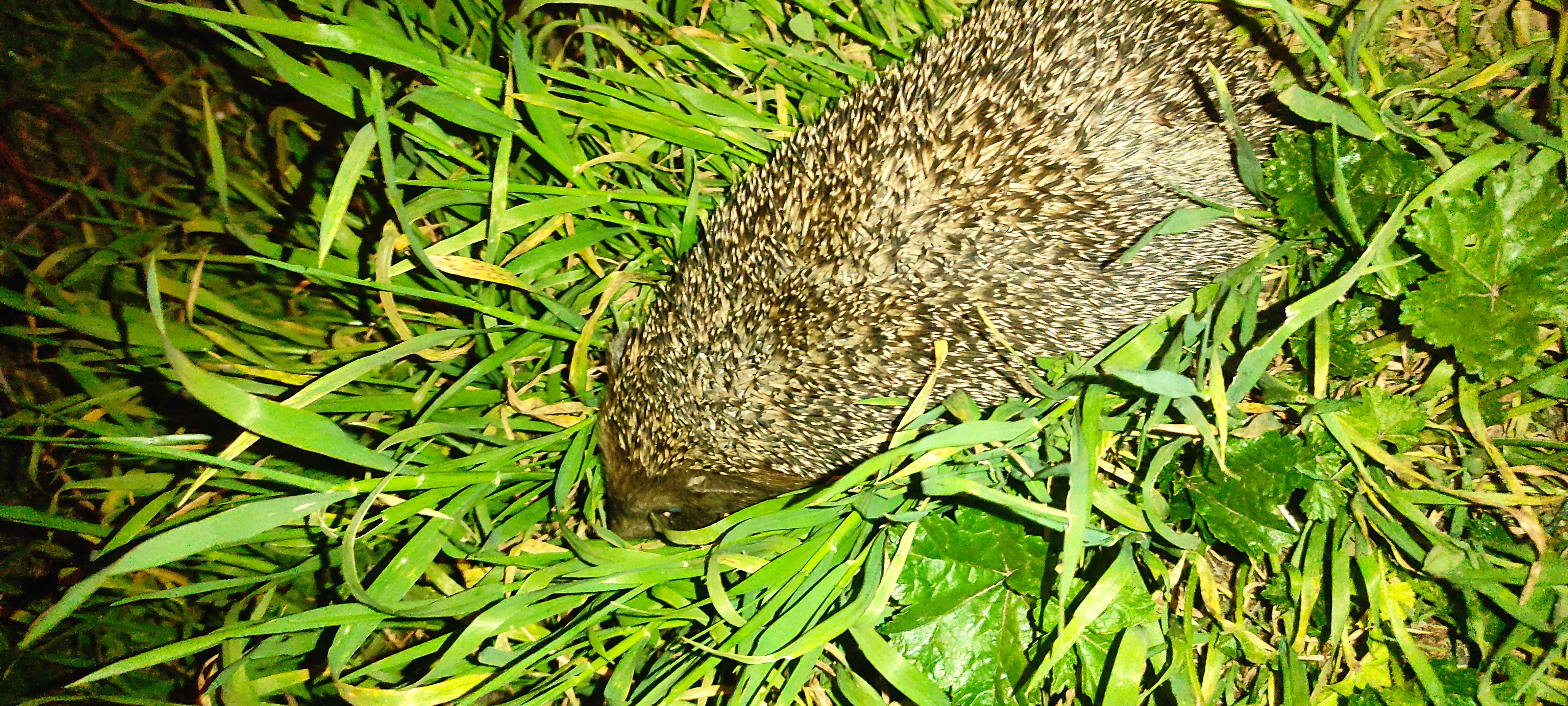 Southern white-breasted hedgehog (Erinaceus concolor) — Orkhevi, Tbilisi — David Osipov