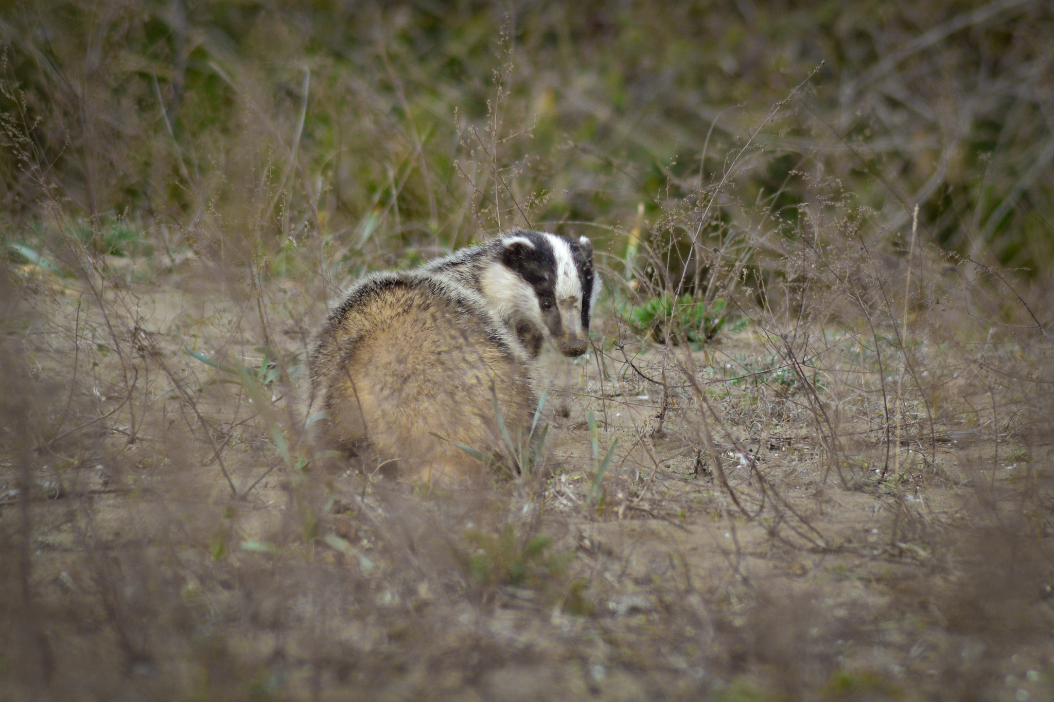 Caucasian badger (Meles canescens) Year-round in Georgia