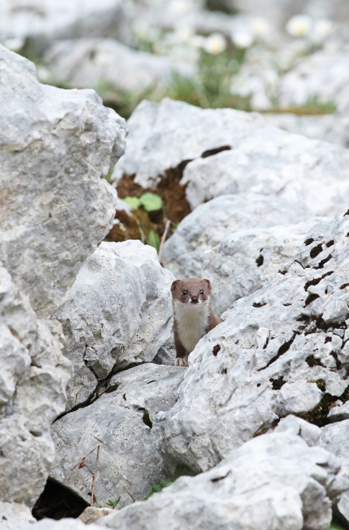 Least weasel (Mustela nivalis) — Vercors — Jean Andrieux