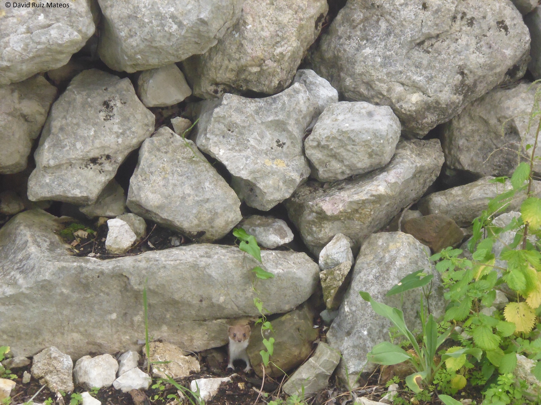 Least weasel (Mustela nivalis) — Sierra de Grazalema — Davidruiz91