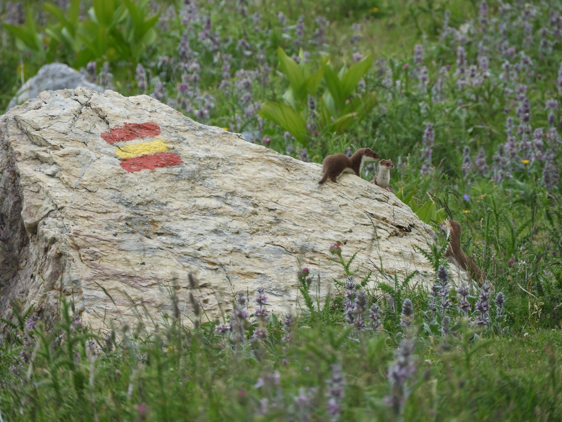 Least weasel (Mustela nivalis) — Year-round in Georgia — Santiago Martín-Bravo