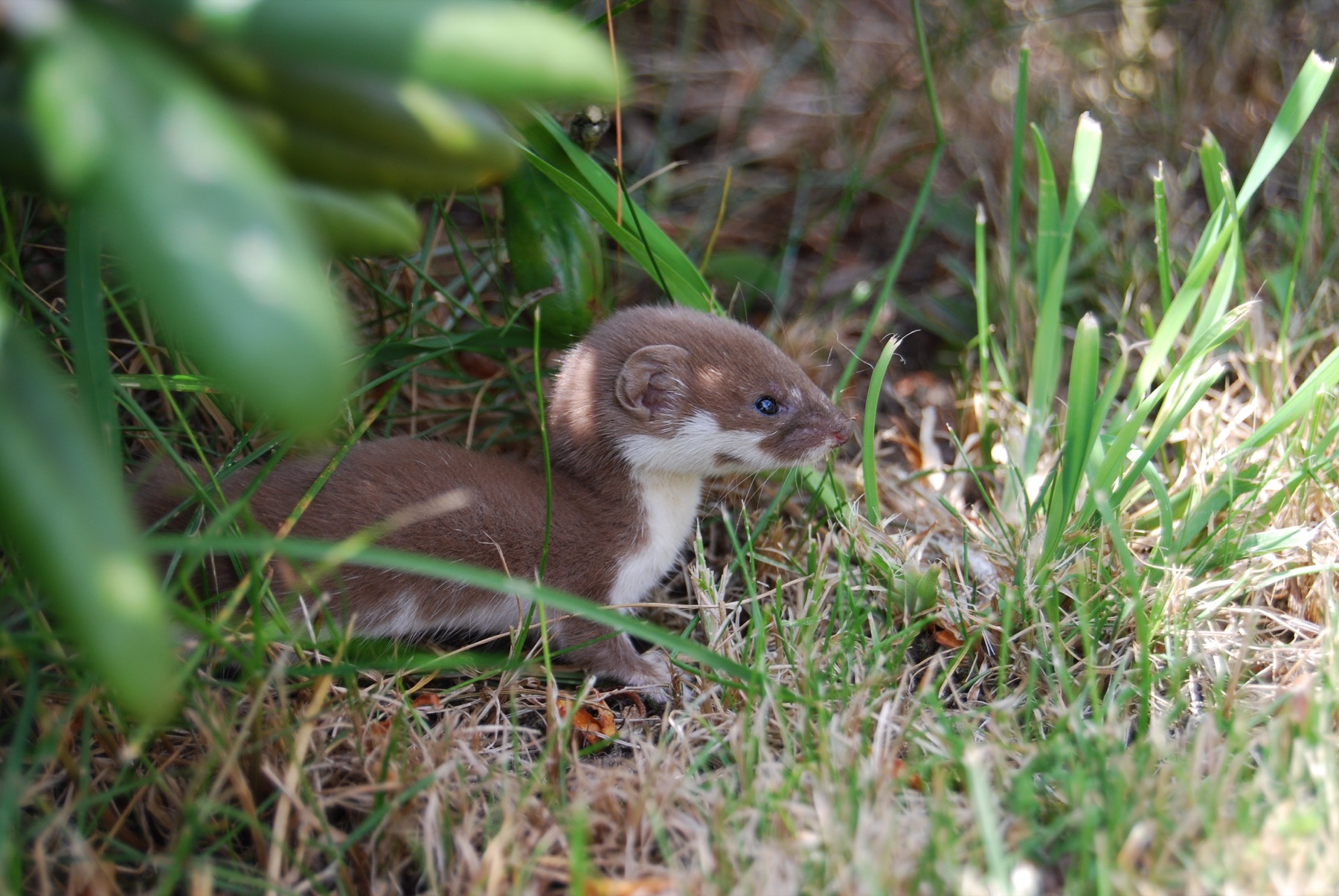 Least weasel (Mustela nivalis) — South Bohemia — Richenza
