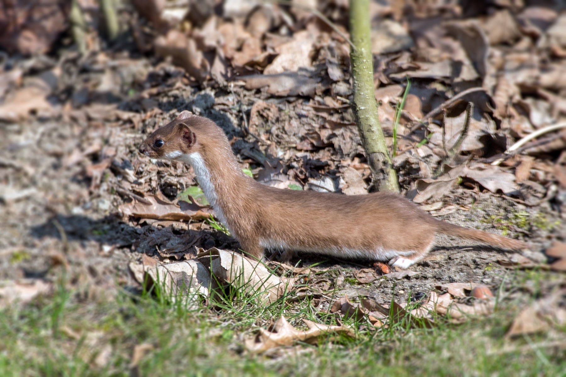 Least weasel (Mustela nivalis) — Łódź — Jerzy Strzelecki
