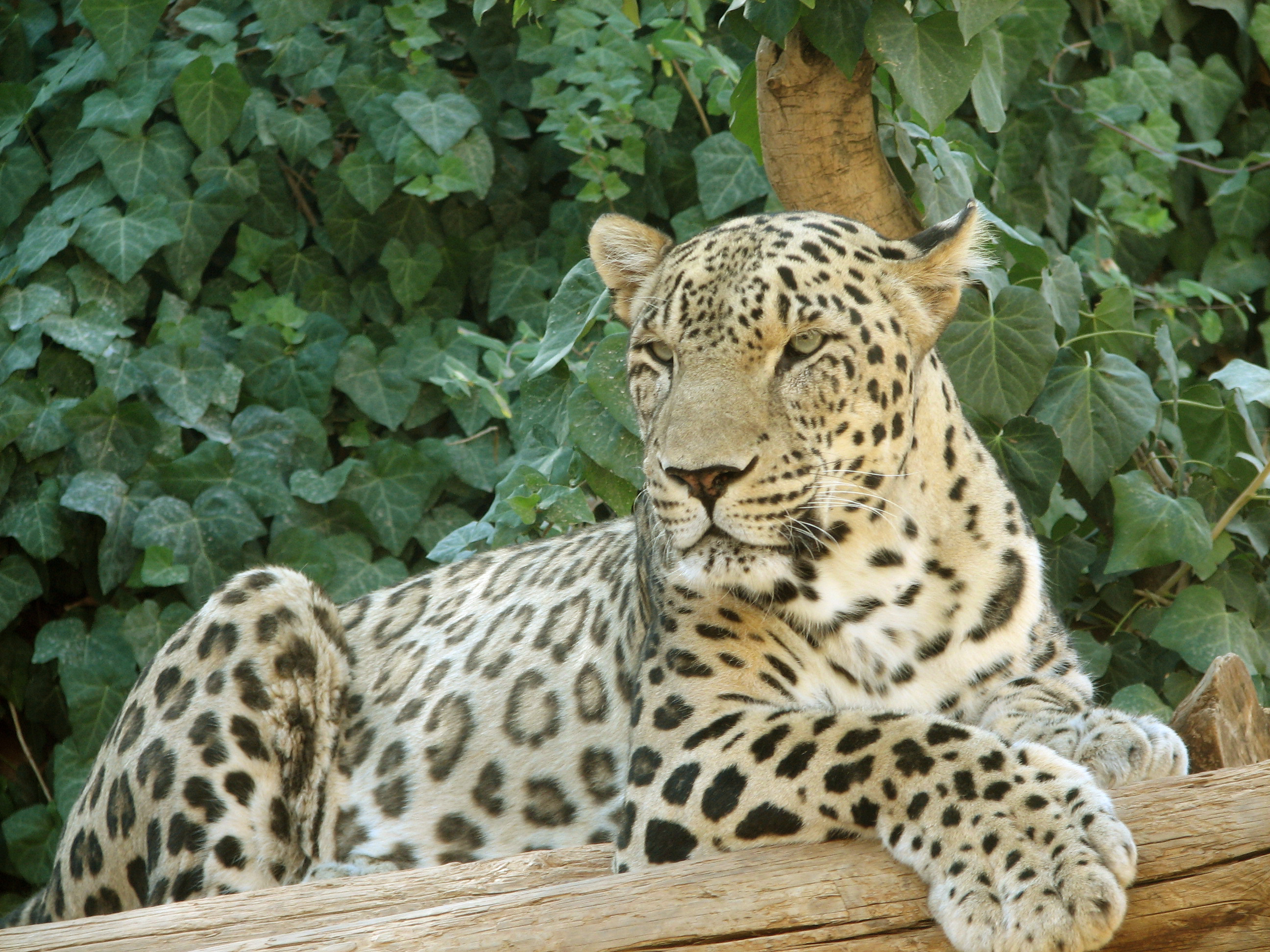 კავკასიური ჯიქი (Panthera pardus) — იშვიათი მოხეტიალე საქართველოში — Tamar Assaf