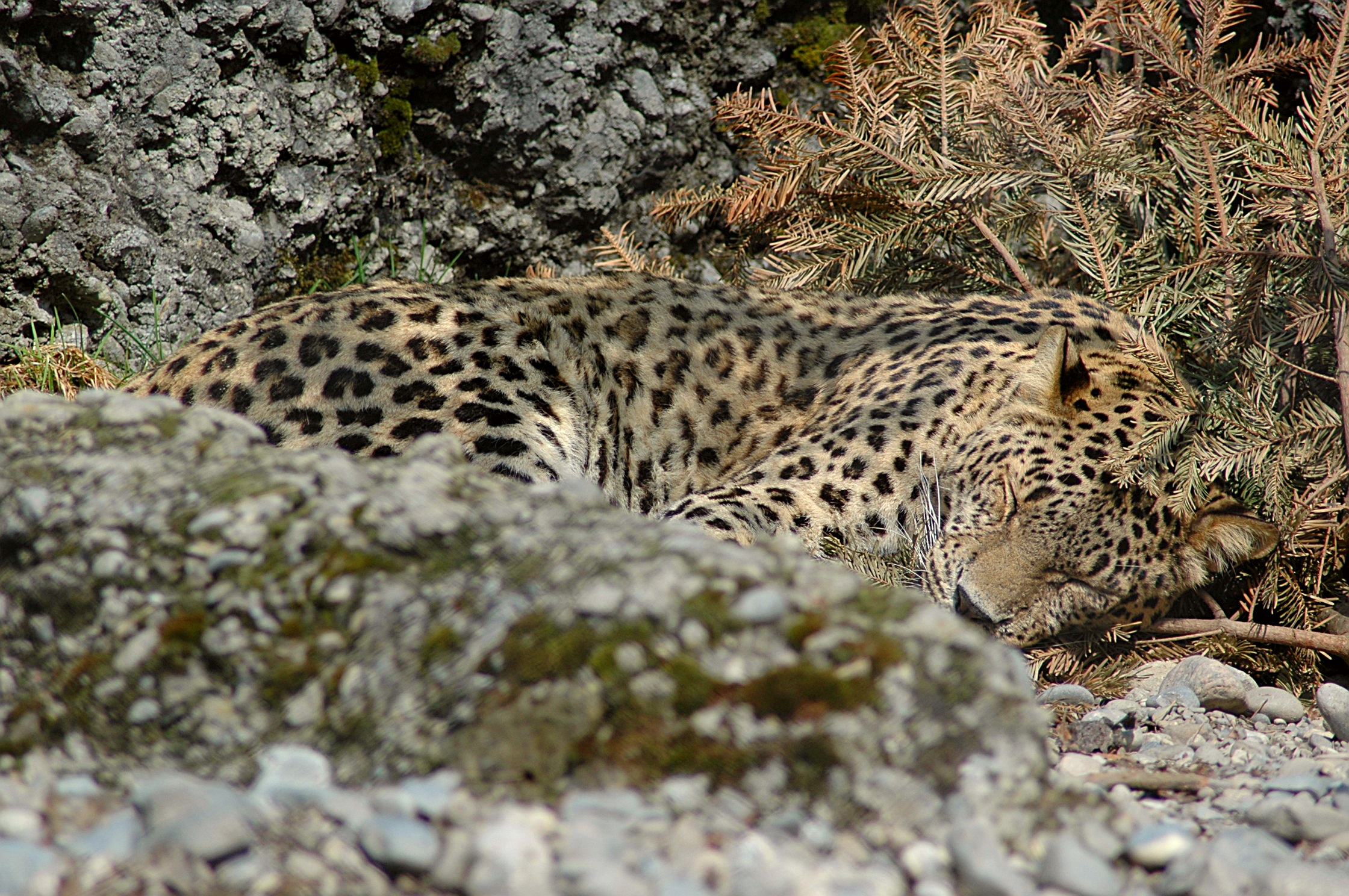 Caucasian leopard (Panthera pardus) — Rare vagrant in Georgia — Marcel Burkhard