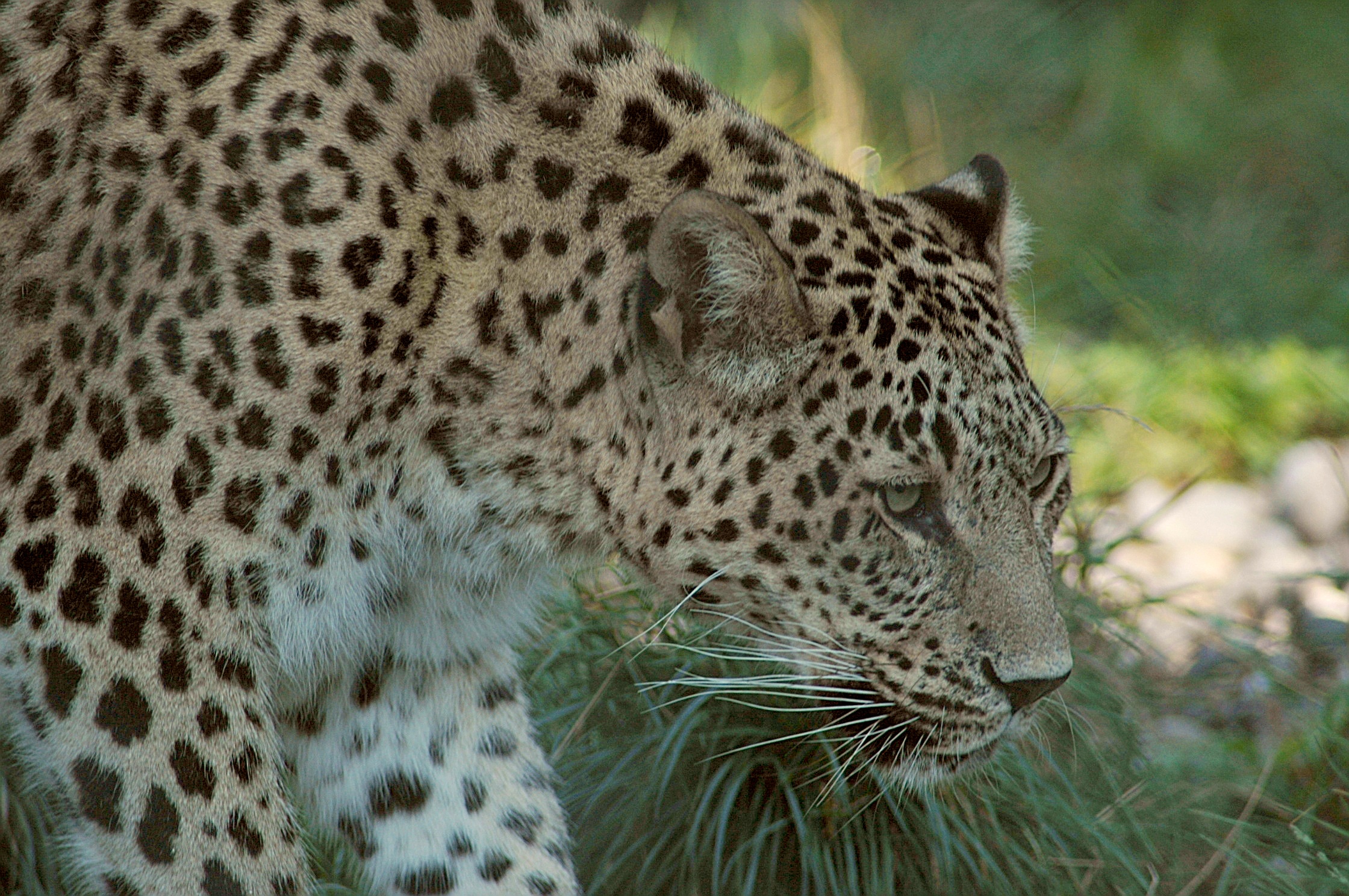 Caucasian leopard (Panthera pardus) — Rare vagrant in Georgia — Marcel Burkhard