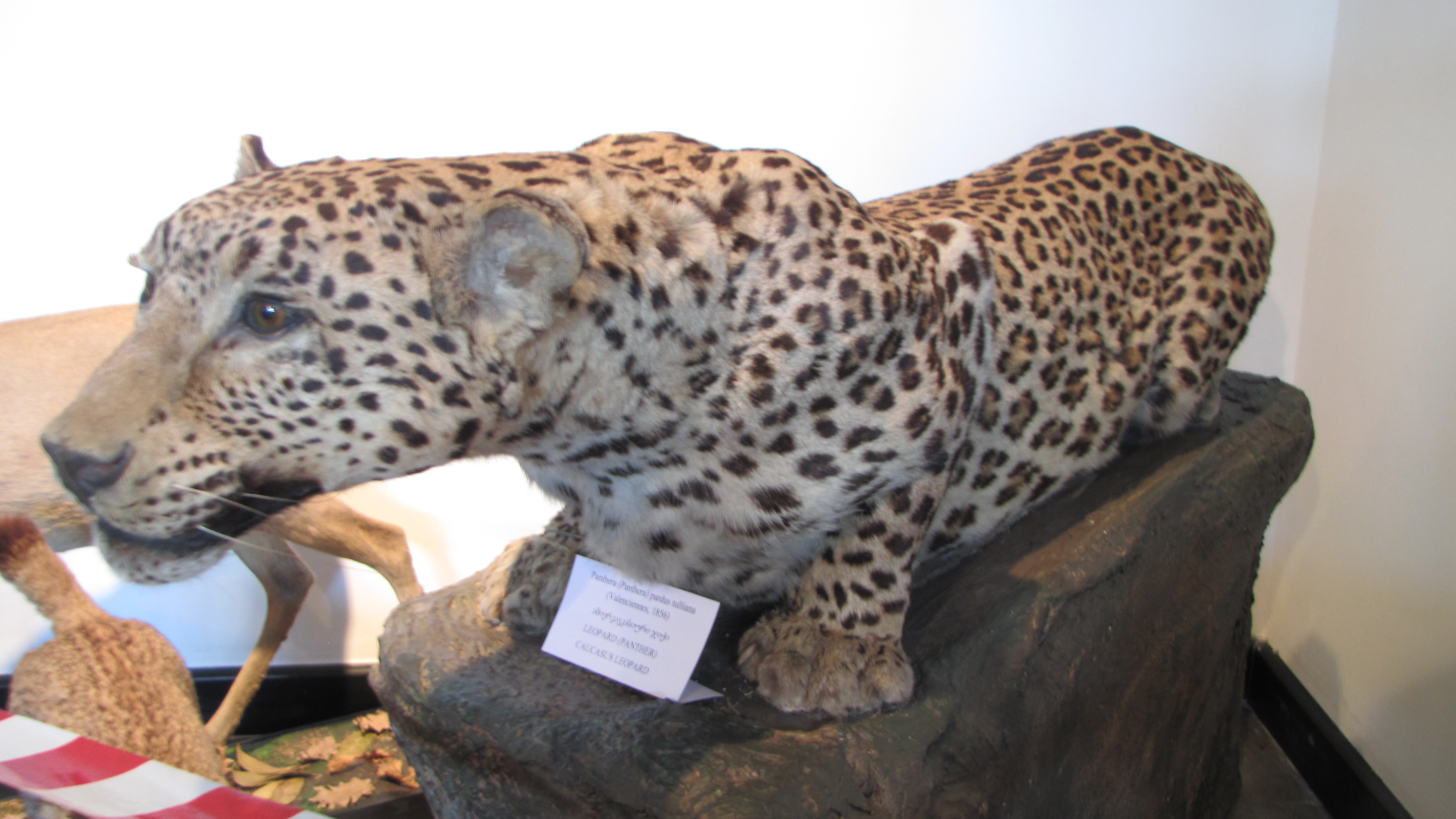 Caucasian leopard (Panthera pardus) — Simon Janashia Museum of Georgia, Tbilisi — Jonathan Cardy