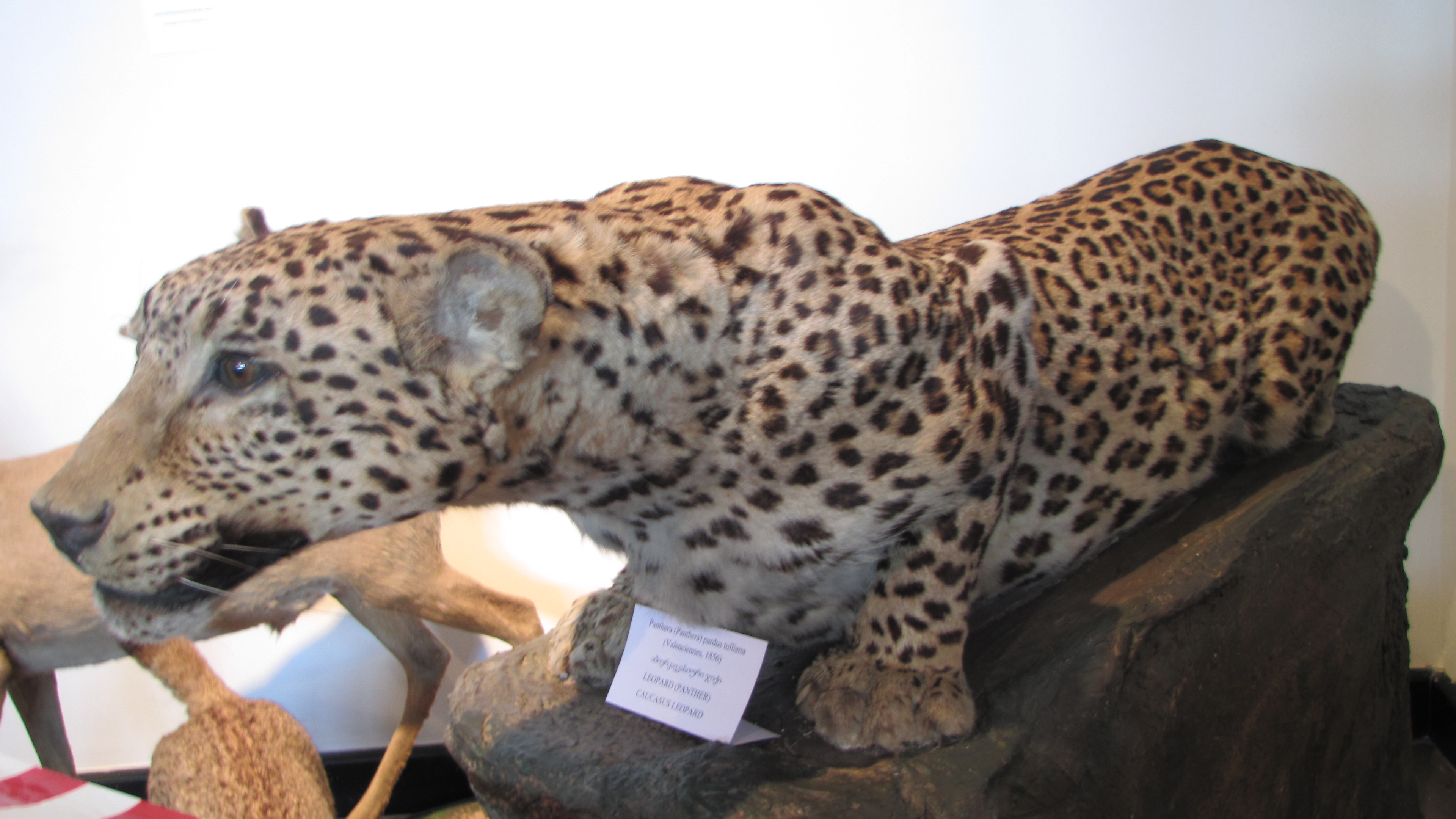 Caucasian leopard (Panthera pardus) — Simon Janashia Museum of Georgia, Tbilisi — Jonathan Cardy