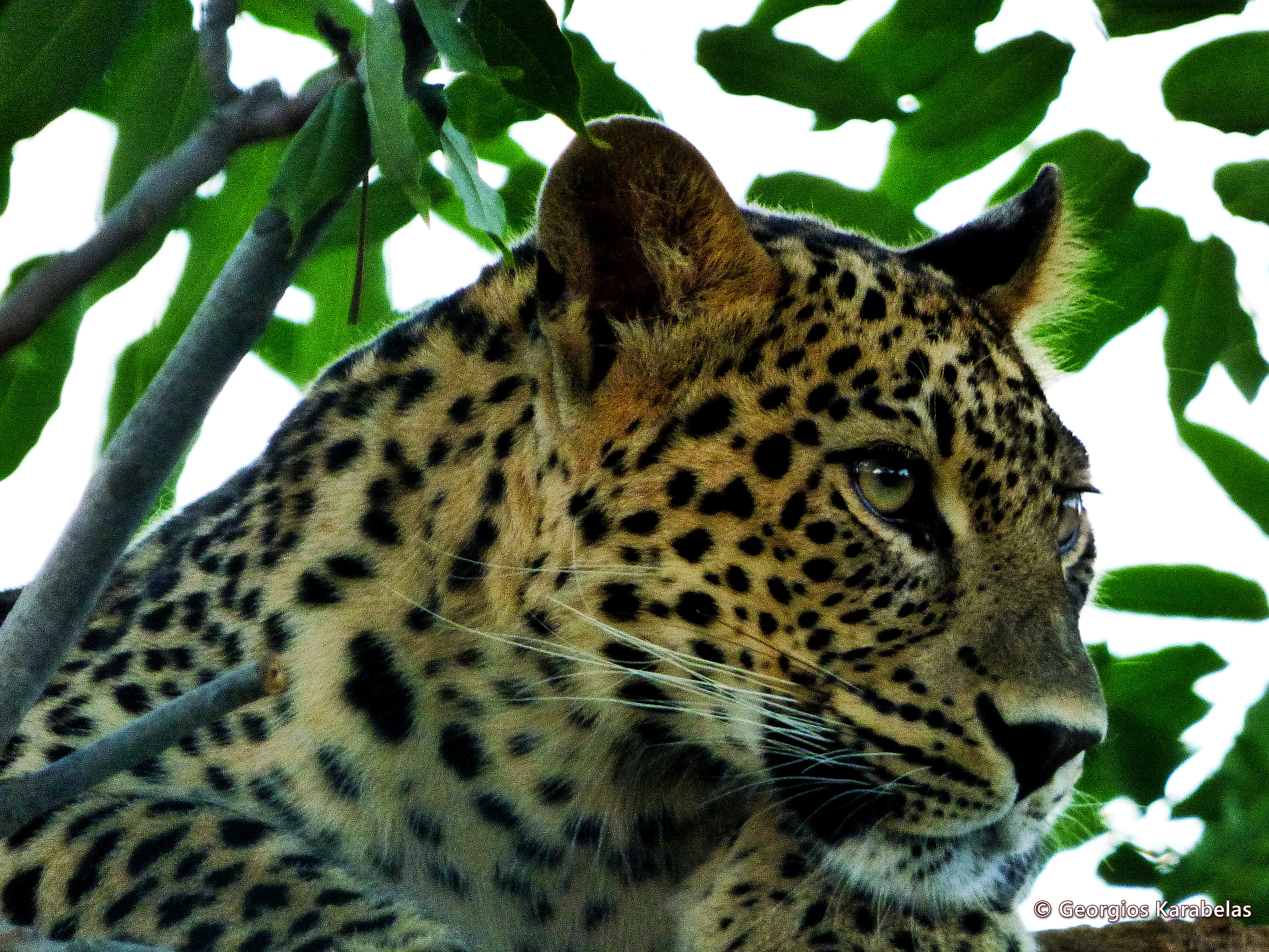 Caucasian leopard (Panthera pardus) — Rare vagrant in Georgia — ThunderJag