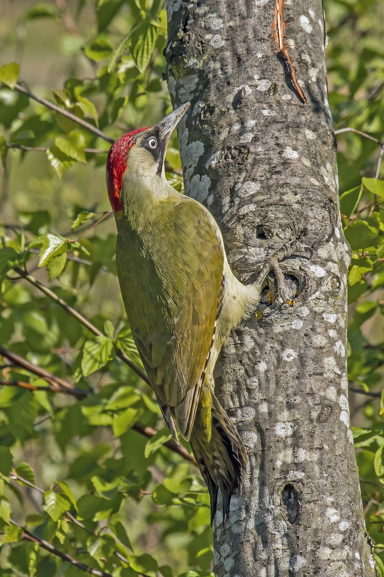 European green woodpecker (Picus viridis) Year-round resident in Georgia