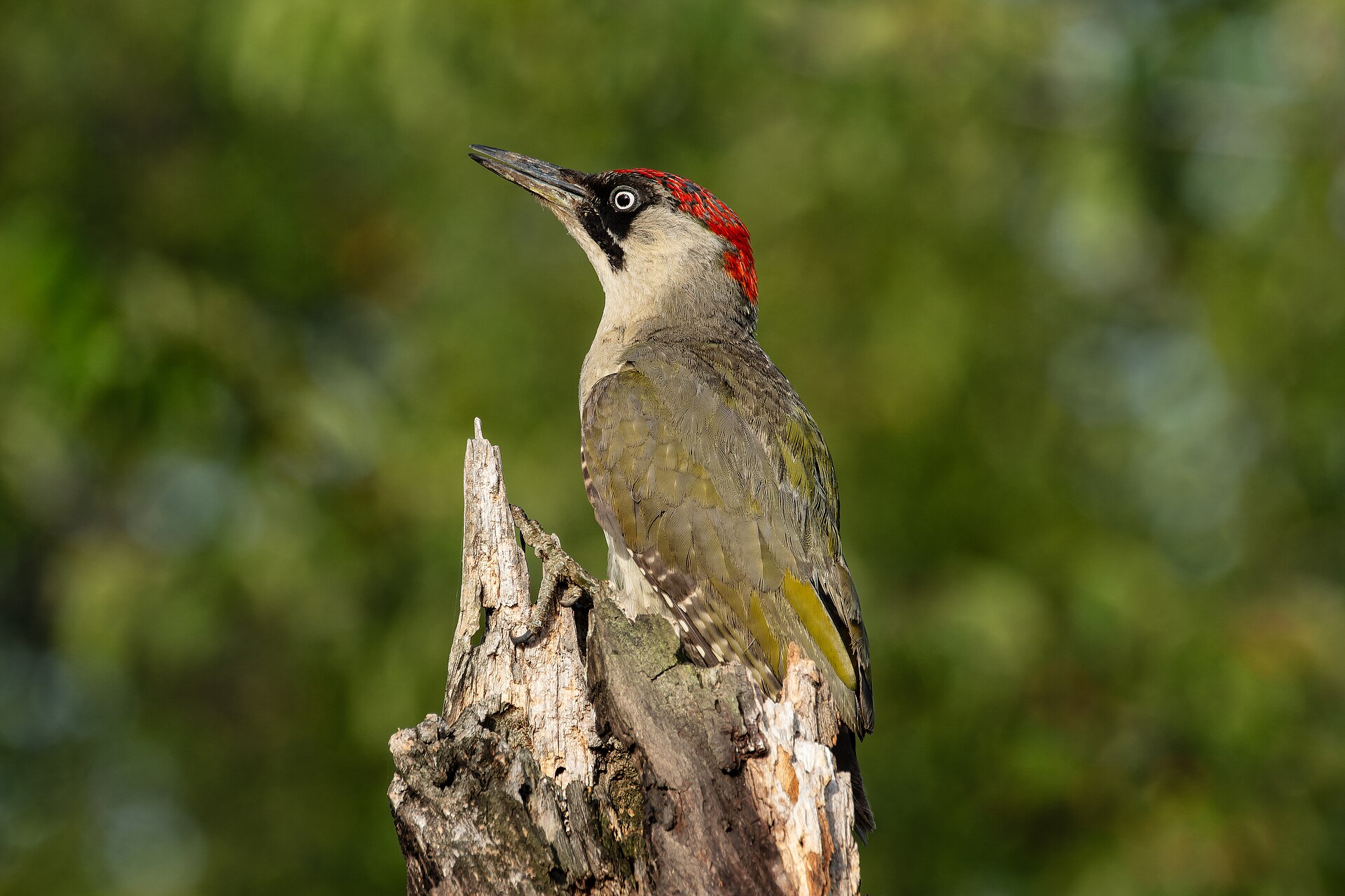 მწვანე კოდალა (Picus viridis) — პრაღა — Skot