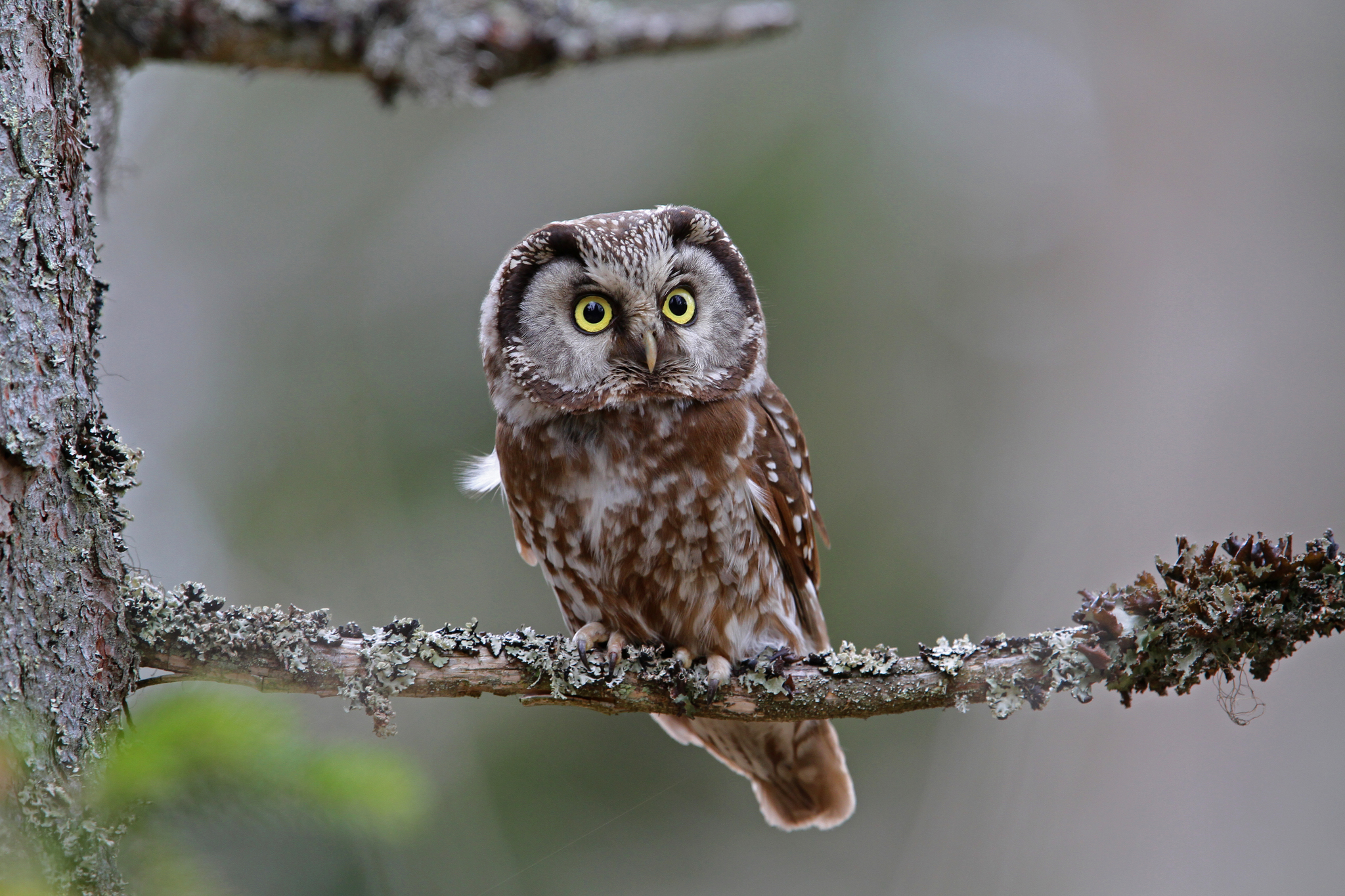 Tengmalm's owl (Aegolius funereus) — Lindberg, Germany — Christoph Moning