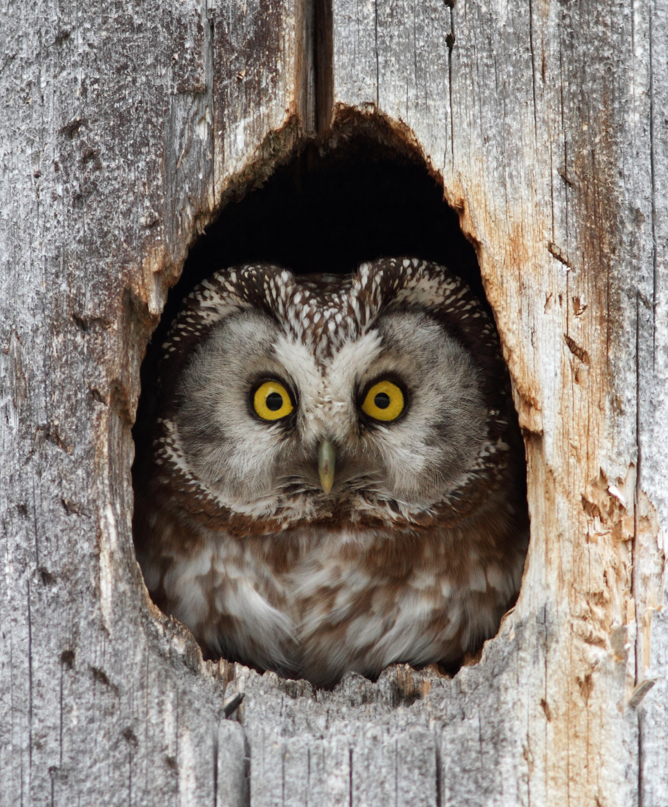 Tengmalm's owl (Aegolius funereus) — Norway — Bouke ten Cate