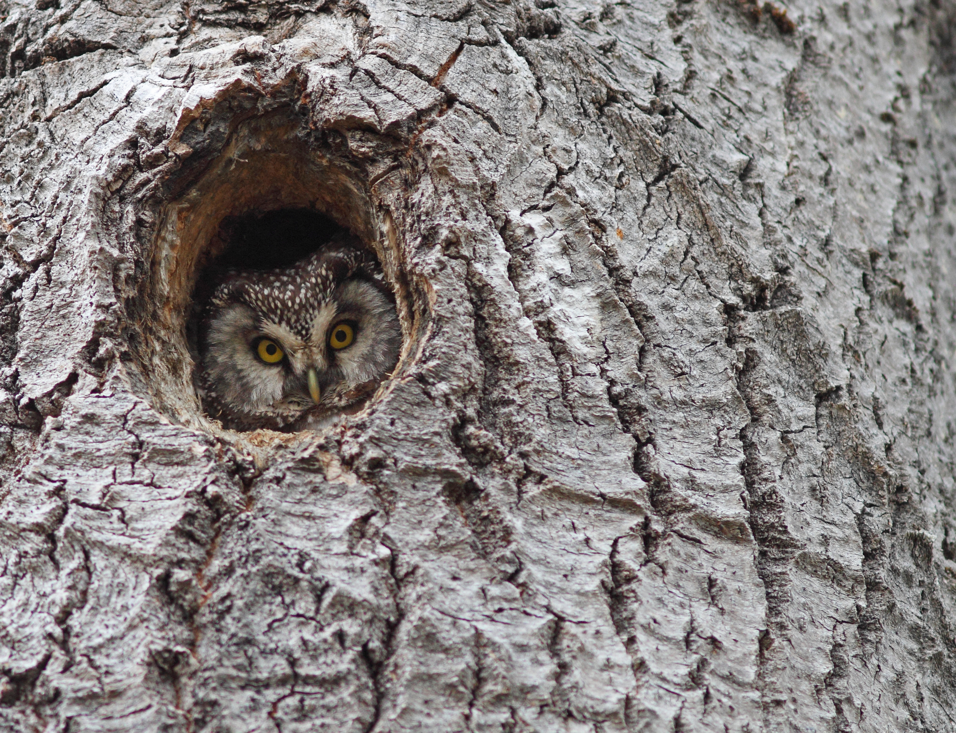 Tengmalm's owl (Aegolius funereus) — Innlandet, Norway — Bouke ten Cate