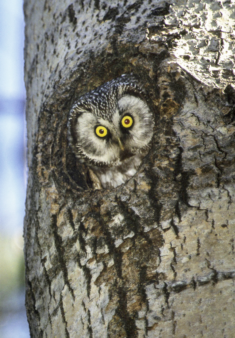 Tengmalm's owl (Aegolius funereus) — Oulu, Finland — Francesco Veronesi
