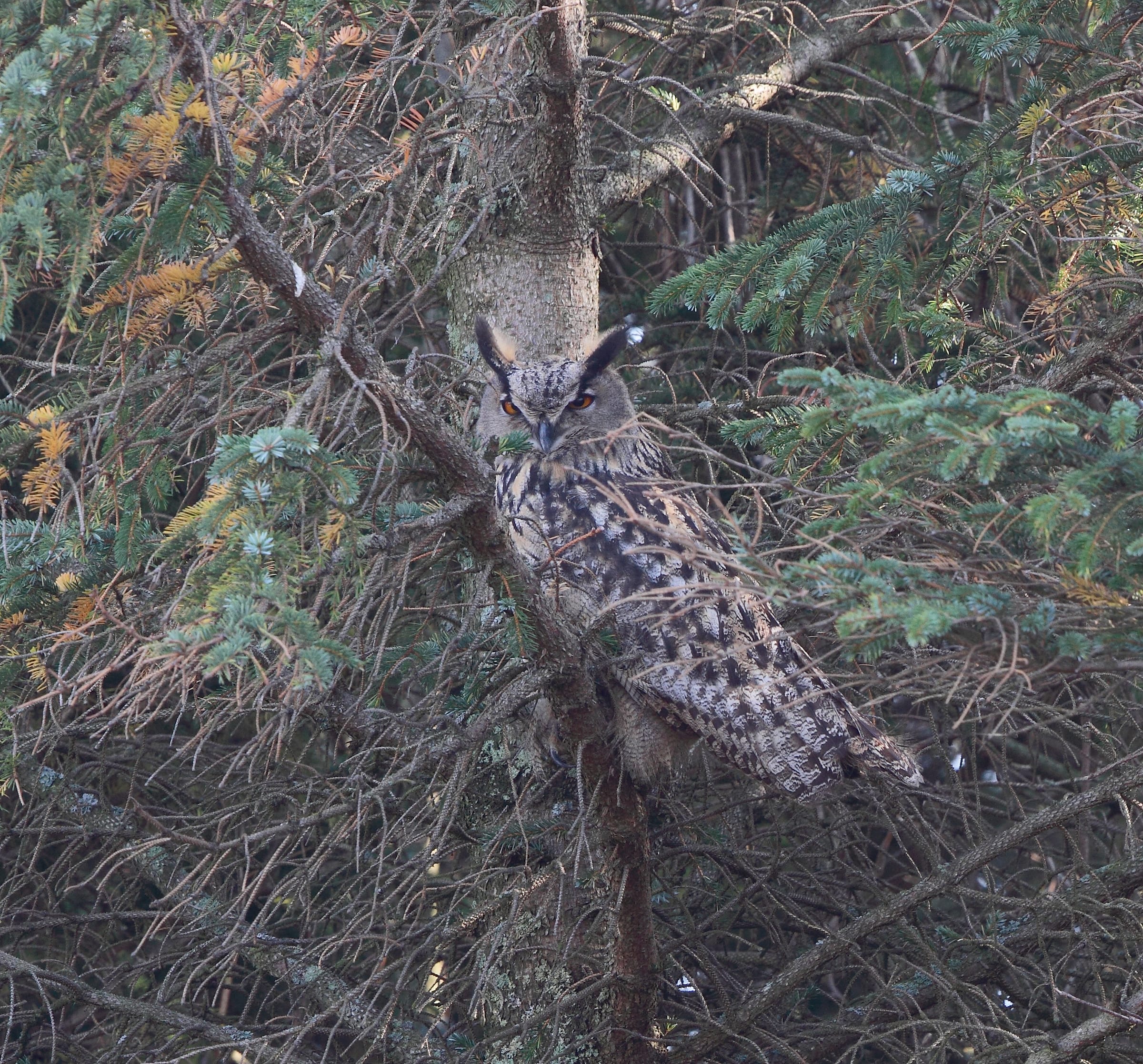 Филин (Bubo bubo) — ლისტა, ნორვეგია — Marton Berntsen