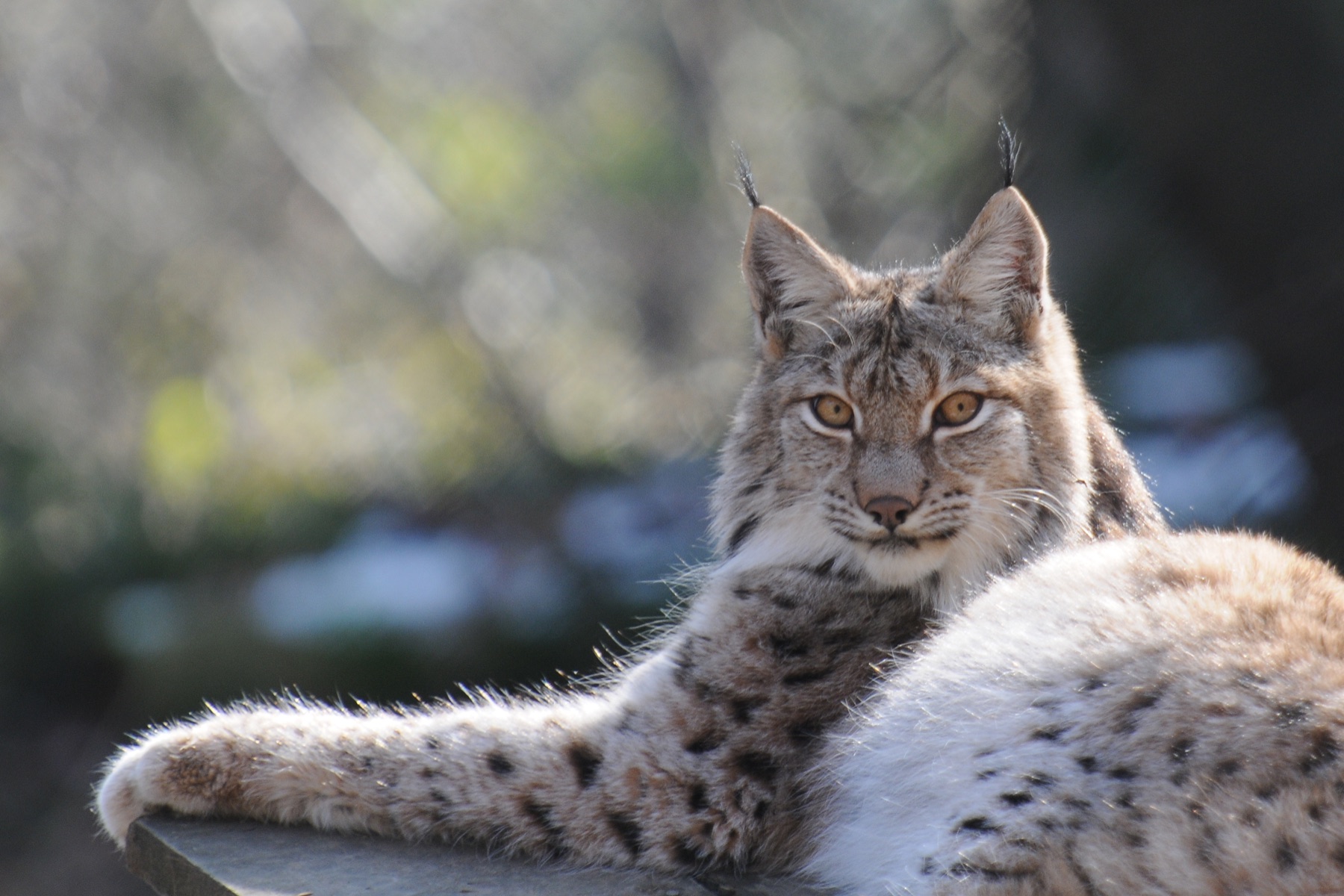 Eurasian lynx (Lynx lynx) — Wildpark Feldkirch — Böhringer Friedrich