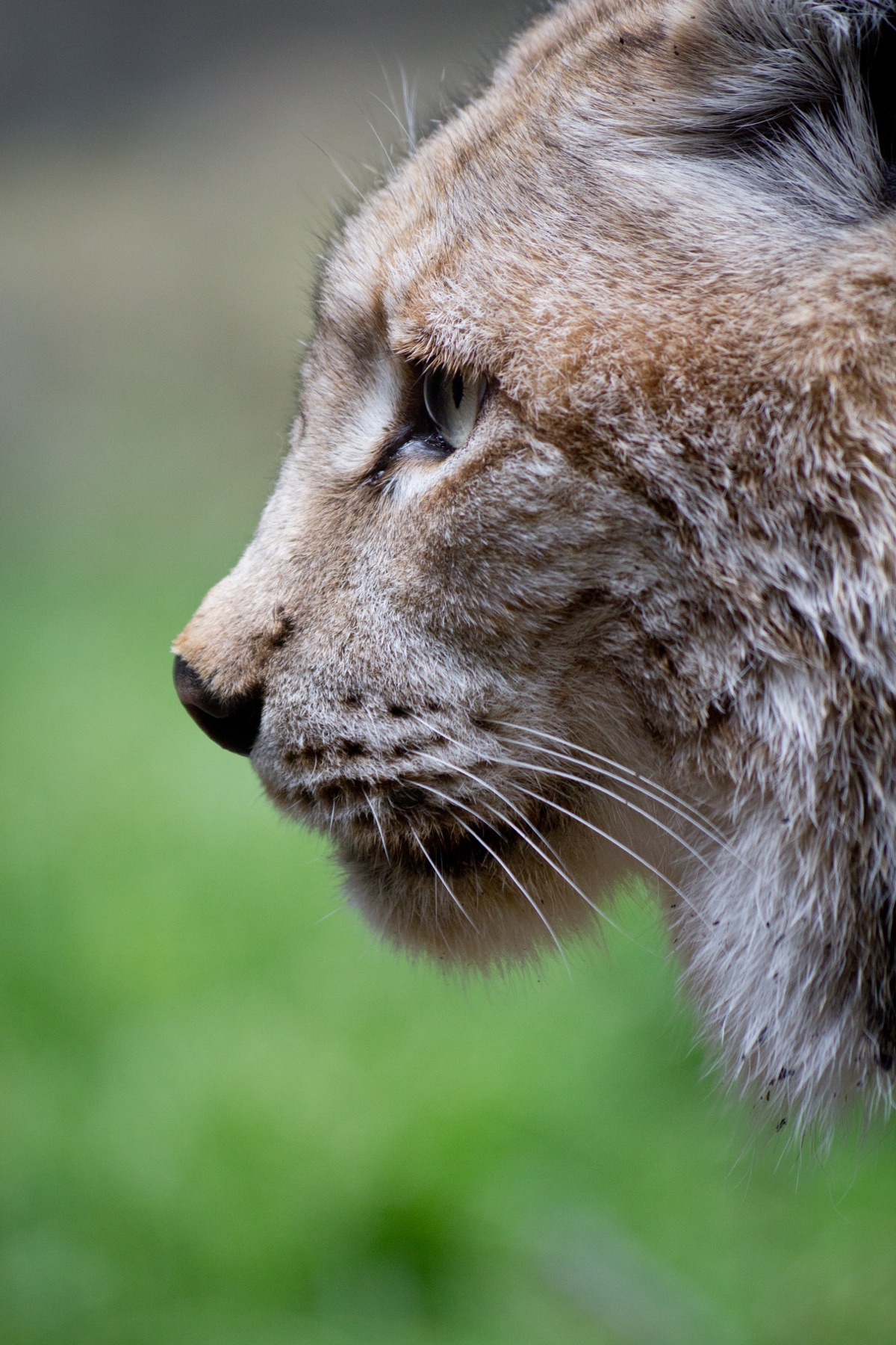 Eurasian lynx (Lynx lynx) — Madrid Zoo — Carlos Delgado